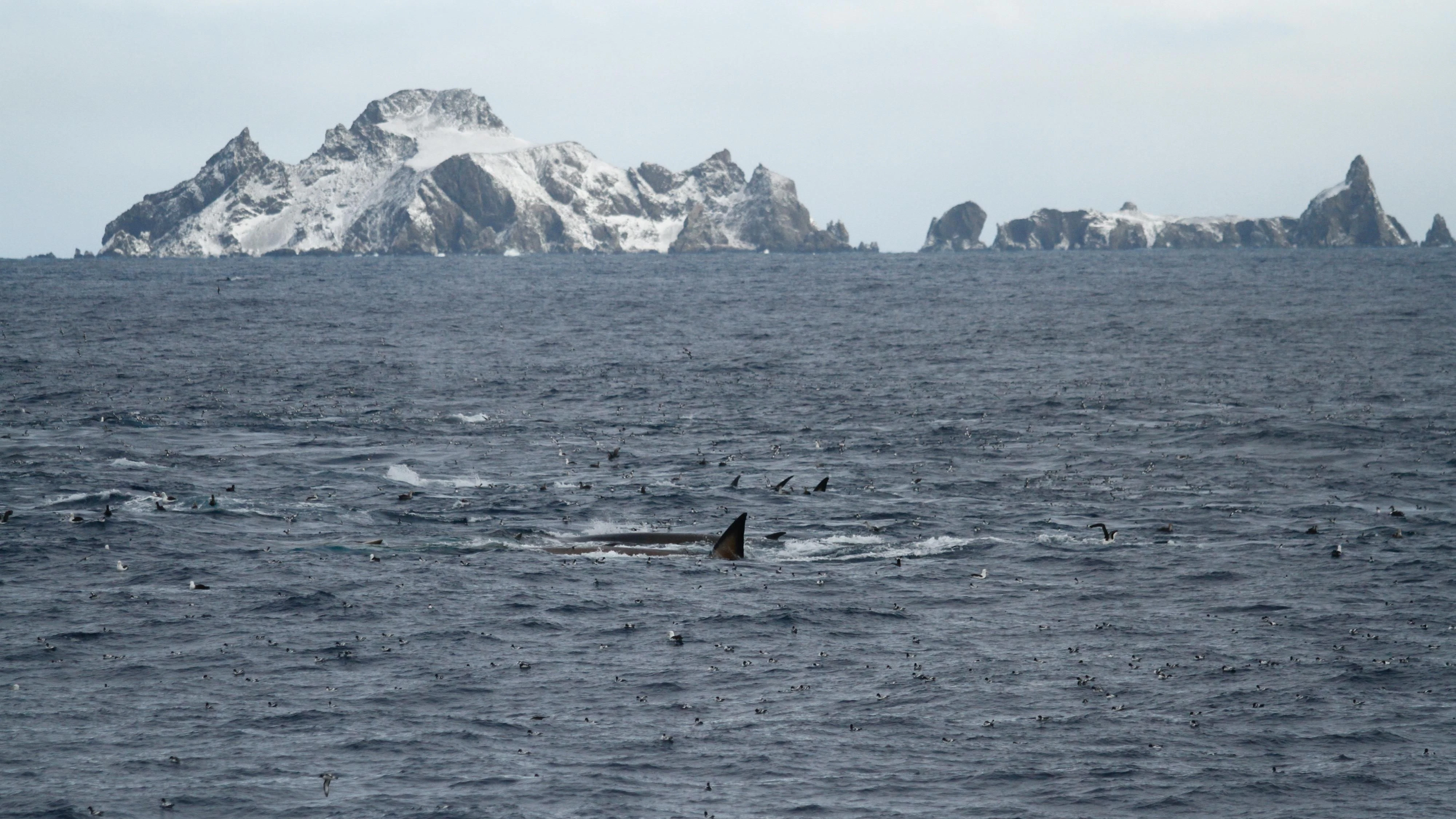 Finnwale bei der Nahrungsaufnahme an der Nordküste von Elephant Island.