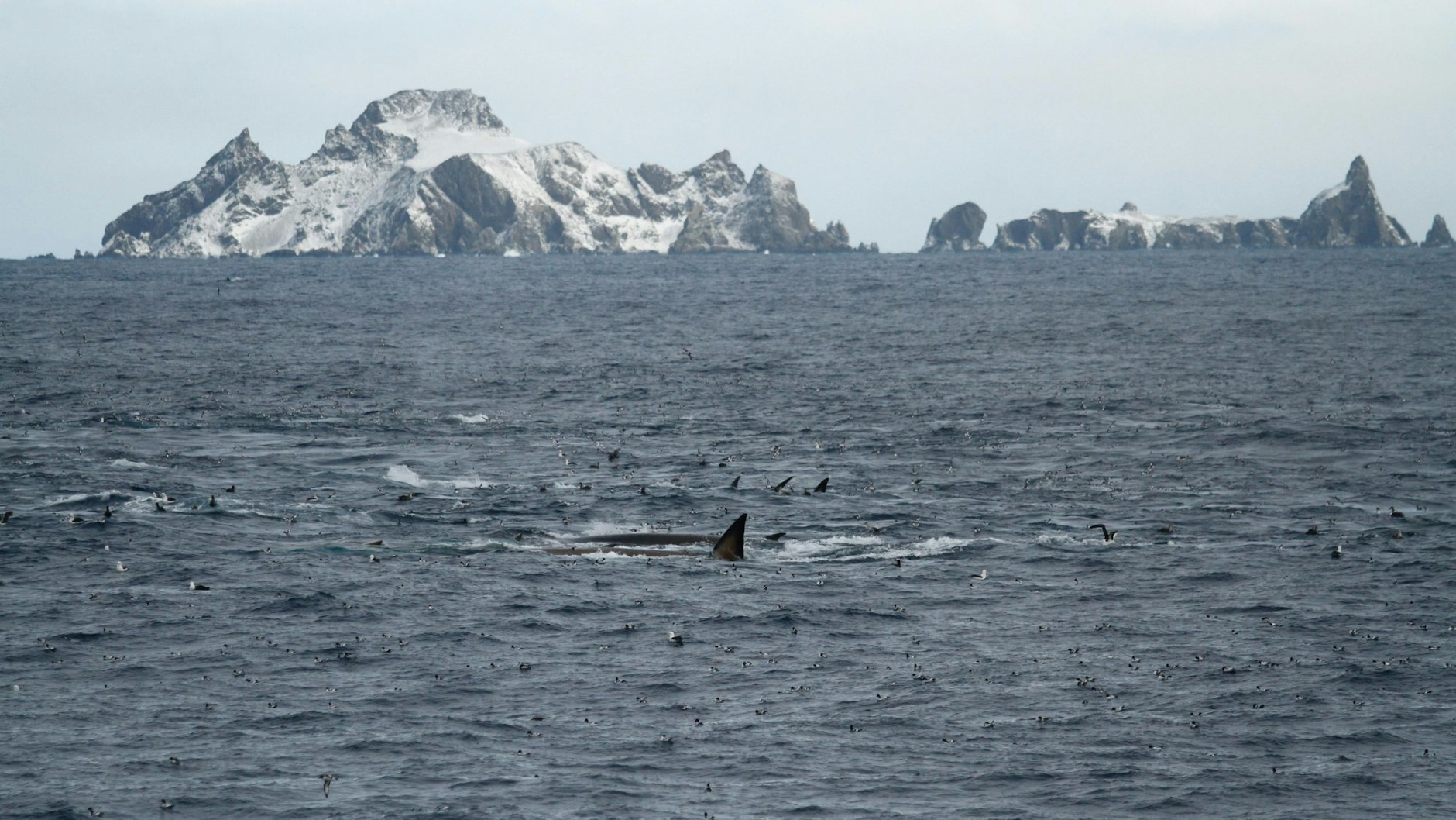 Finnwale bei der Nahrungsaufnahme an der Nordküste von Elephant Island.
