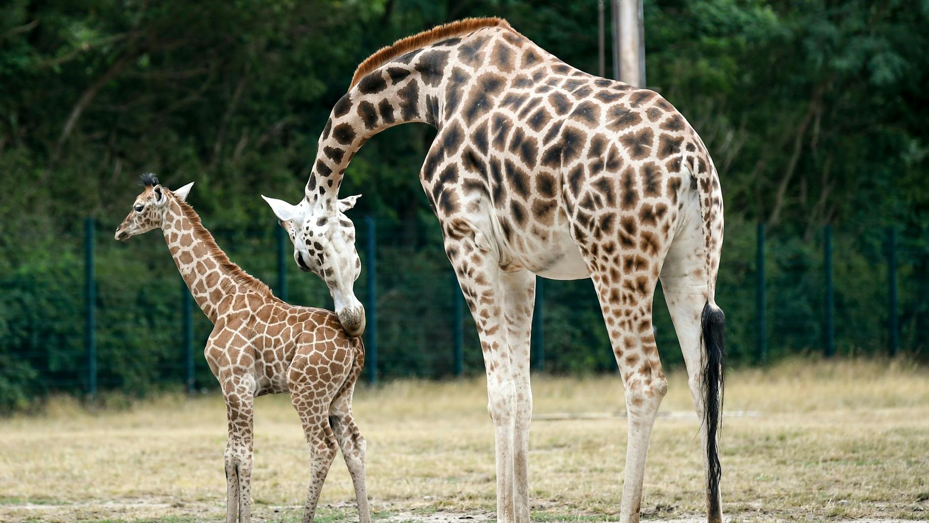 Die junge Giraffe Frieda steht mit ihrer Mutter Amalka zur Giraffentaufe im Tierpark Berlin.
