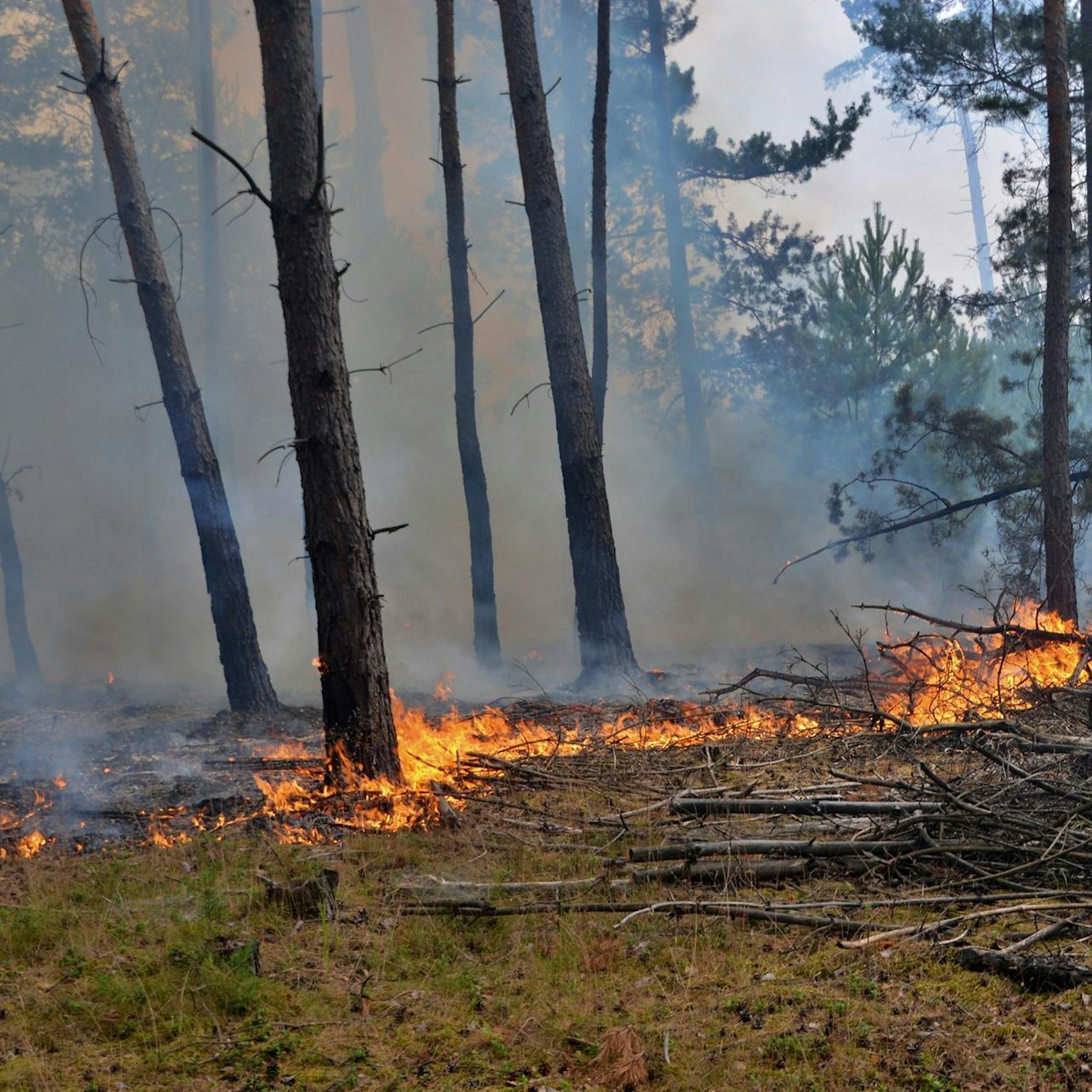 Endlich! Entspannung bei Waldbrand in Lieberoser Heide