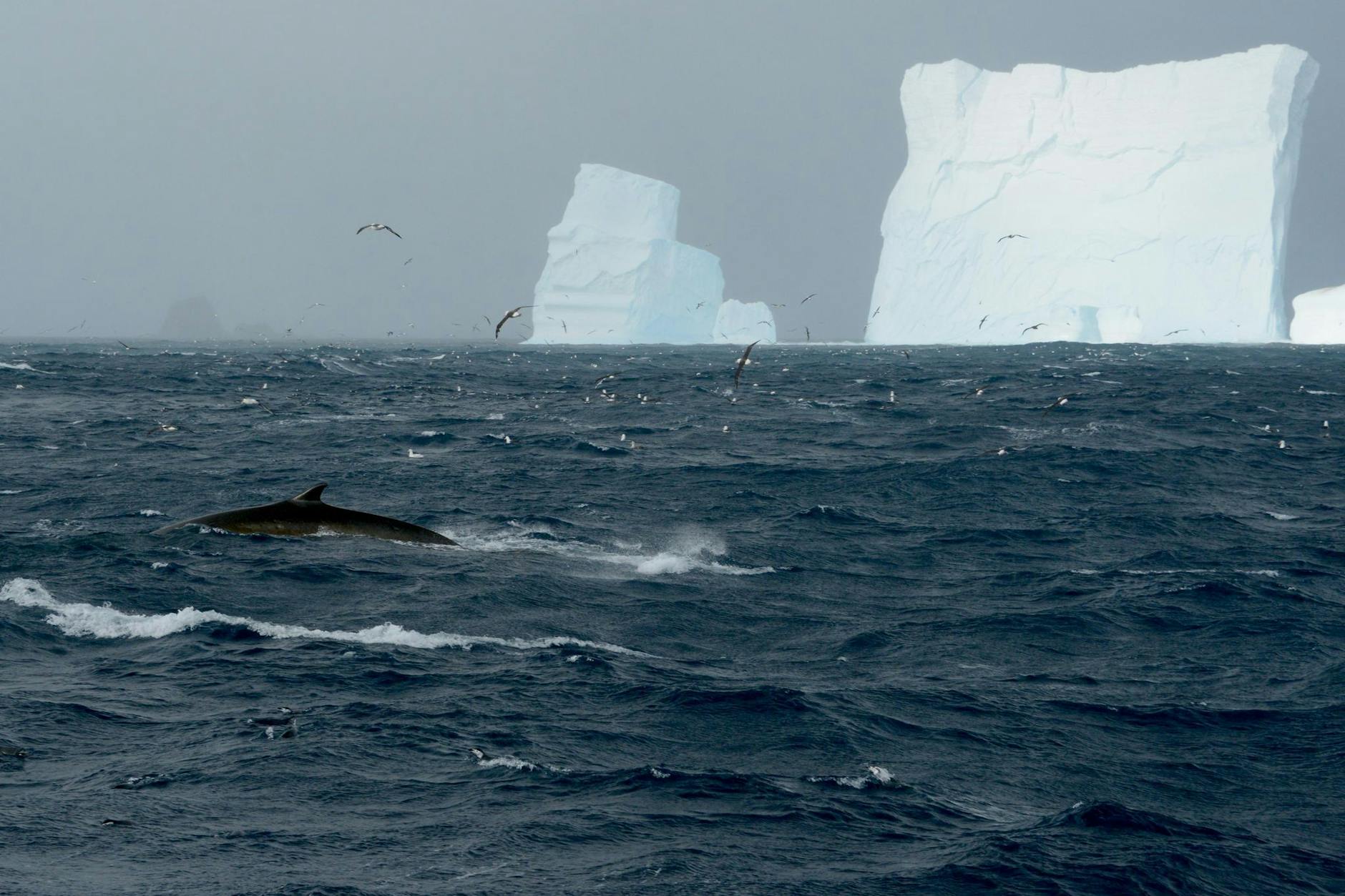 Ein Finnwal vor einem Eisberg in der Nähe der Elephant Island.