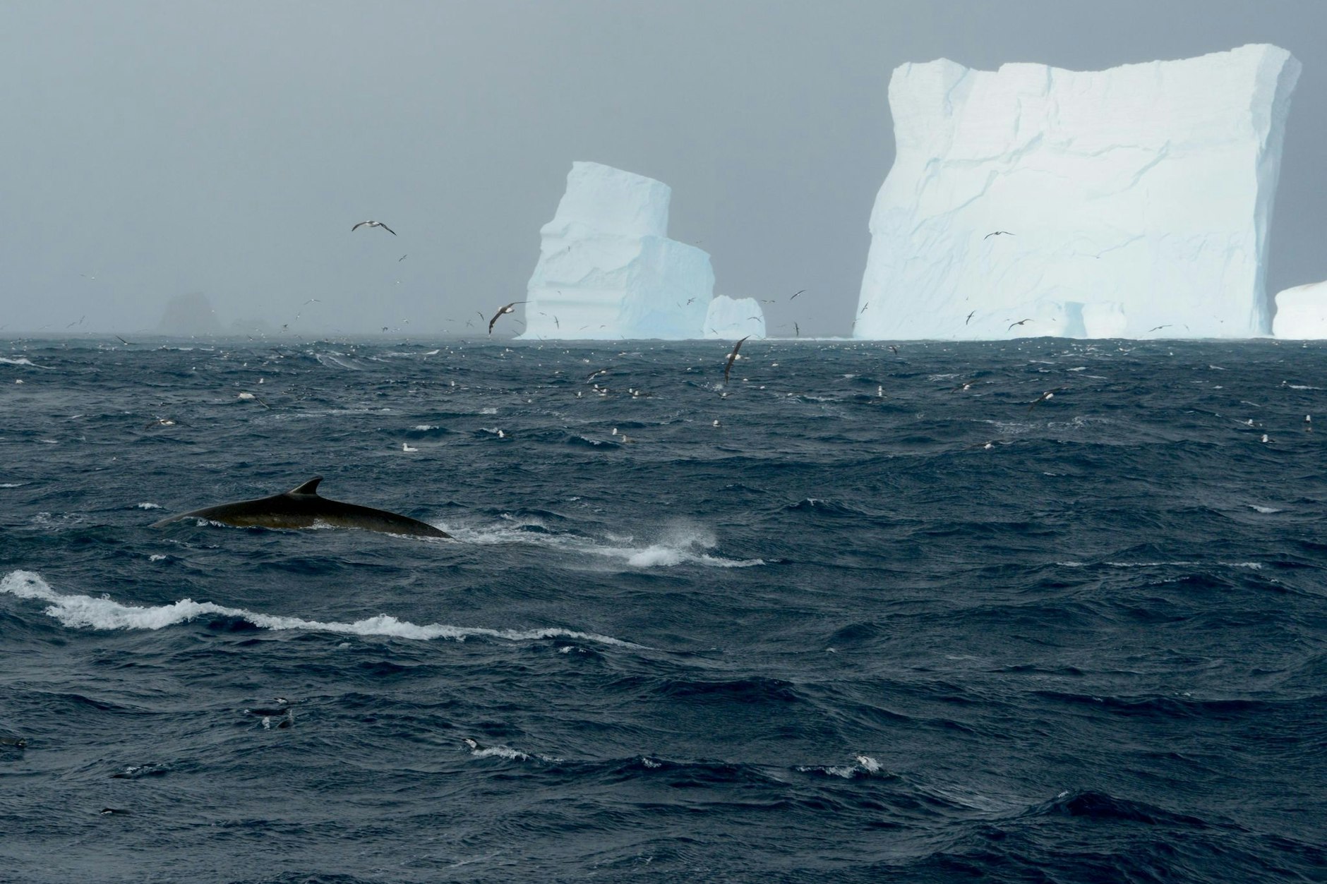 Ein Finnwal vor einem Eisberg in der Nähe der Elephant Island.