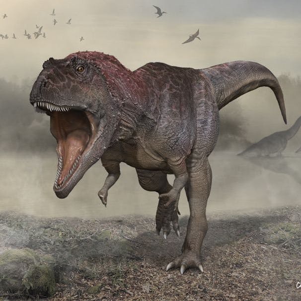 Sieht aus wie ein T. rex, soll aber keiner sein: Meraxes gigas.
