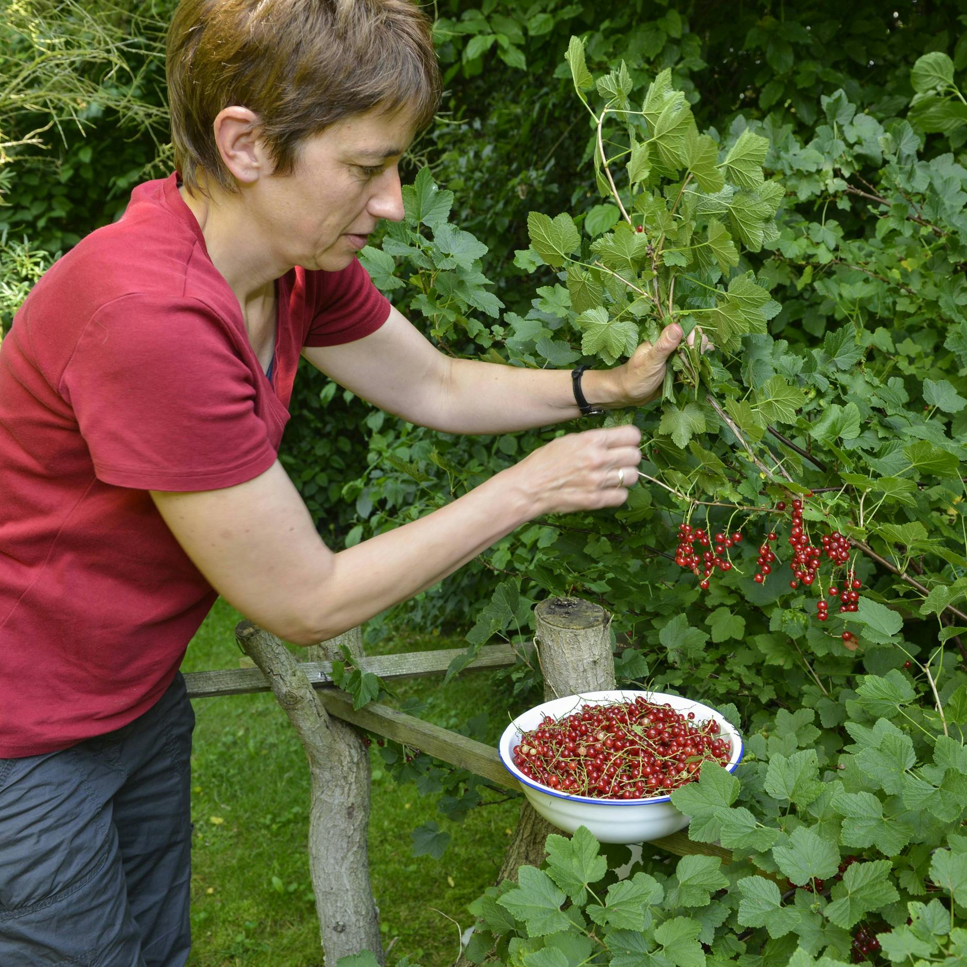 Unabhängig von der Farbe: Zwischen Ende Juni und August reifen die Früchte der Johannisbeeren aus und können gepflückt werden.