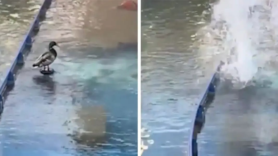 Die Unglücks-Ente in einer Wasseranlage des Europa-Parks