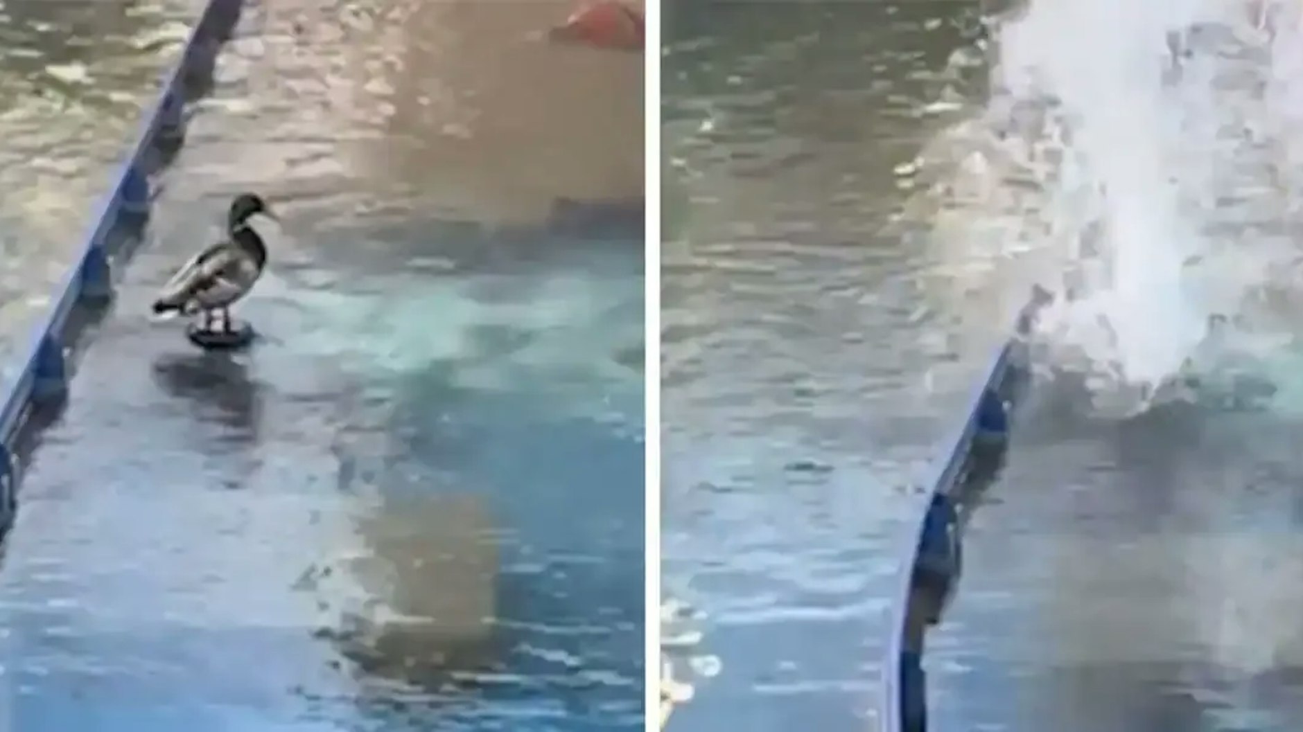 Die Unglücks-Ente in einer Wasseranlage des Europa-Parks