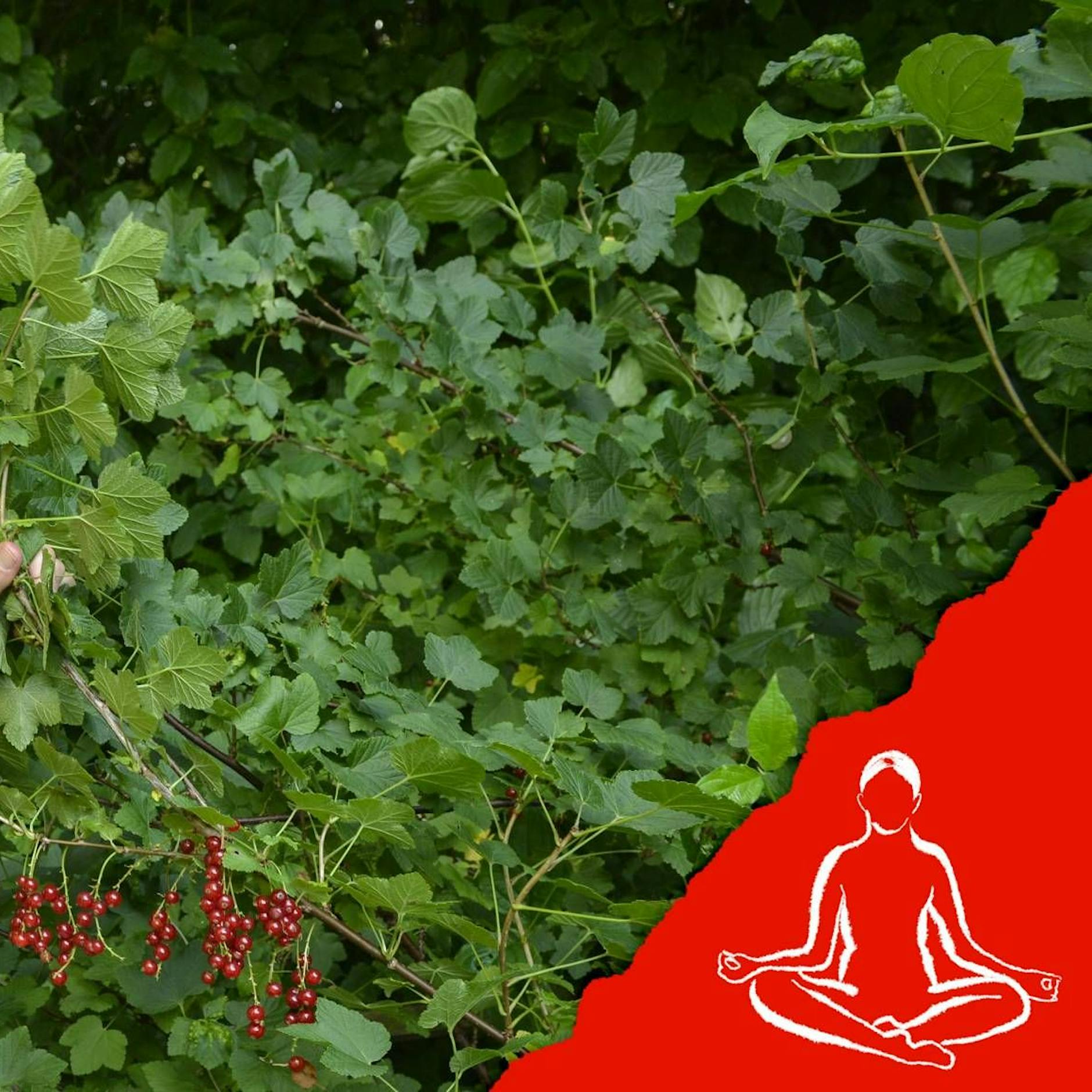 Mit Kompott und Marmeladen: So fangen Sie den Sommer in der Küche ein