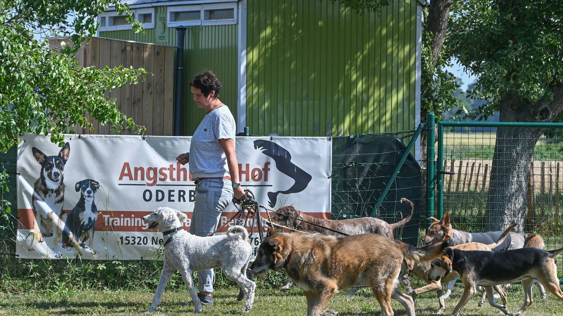 Auf dem Angsthundehof im Oderbruch haben die Tiere genug Auslauf.