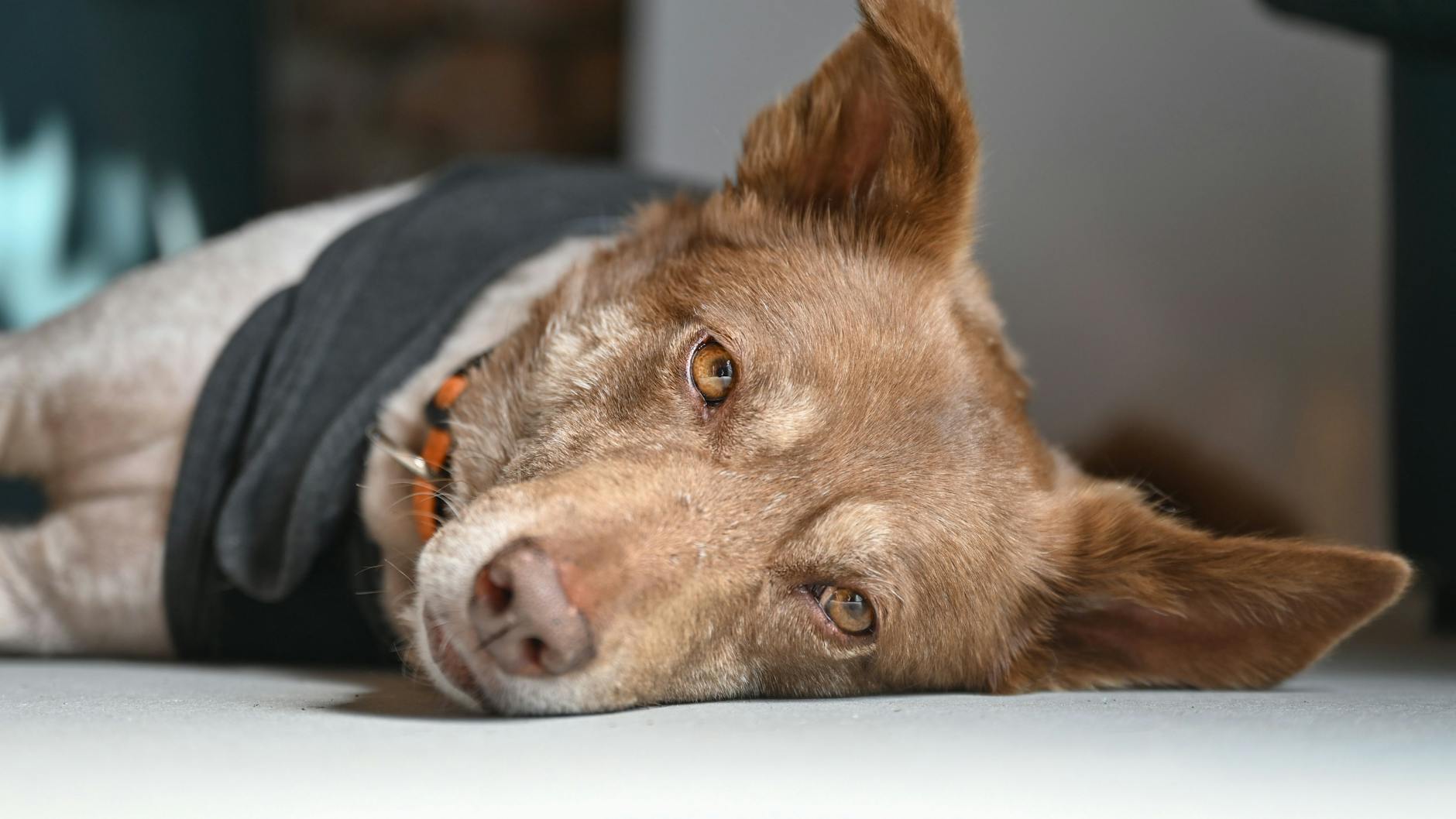 Die Angst ist weg: Entspannt auf dem Boden liegt die Hündin Lili.