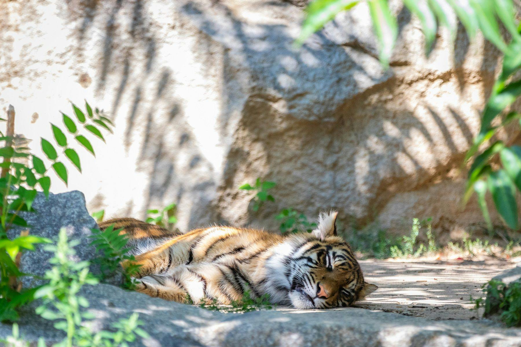 Kiara, schlafend im Tierpark. Jetzt ist die Sumatra-Tigerin im Alter von knapp vier Jahren eingeschläfert worden.