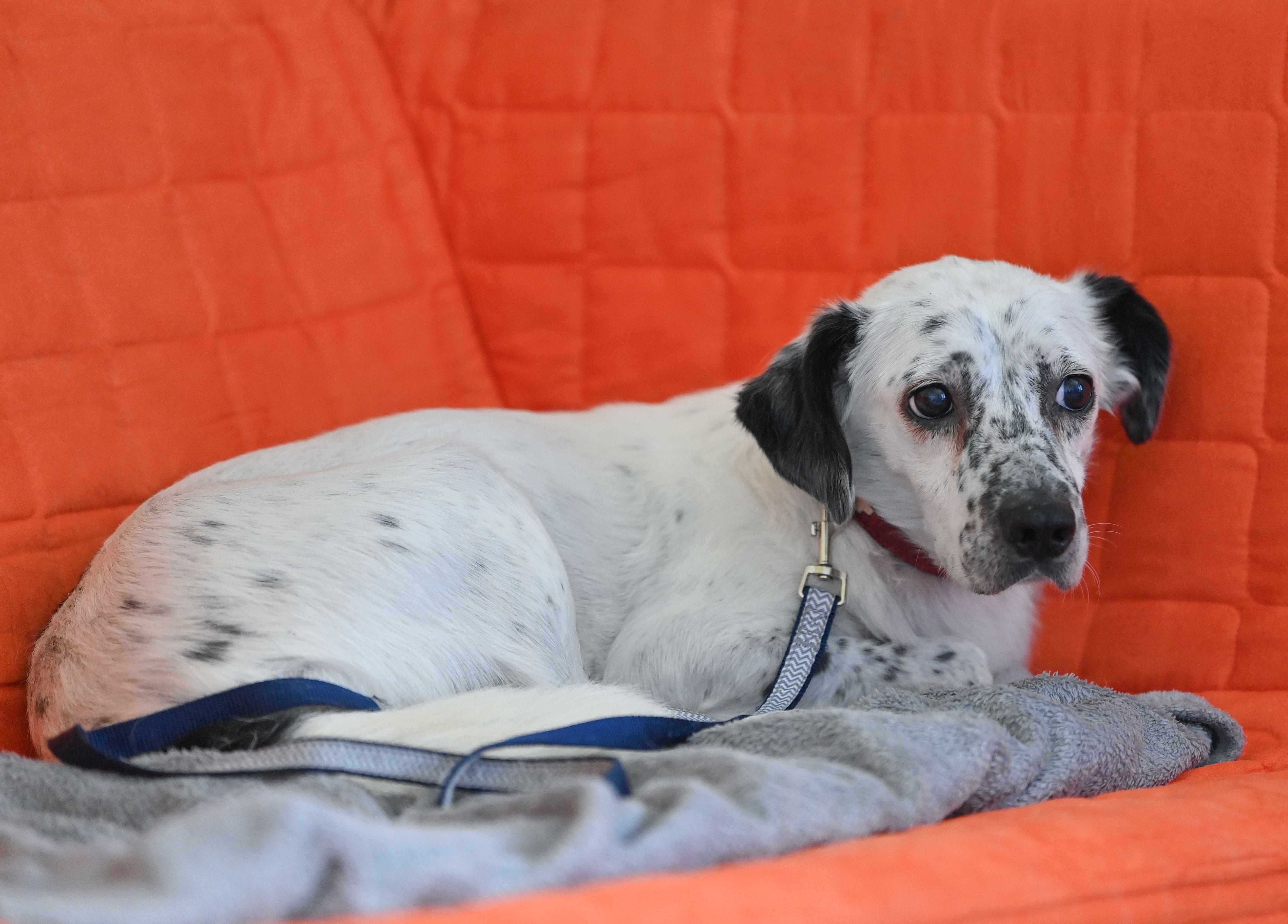 Image - Wenn der Mensch Angst macht: Immer mehr Hunde werden zum Fall für einen Therapeuten