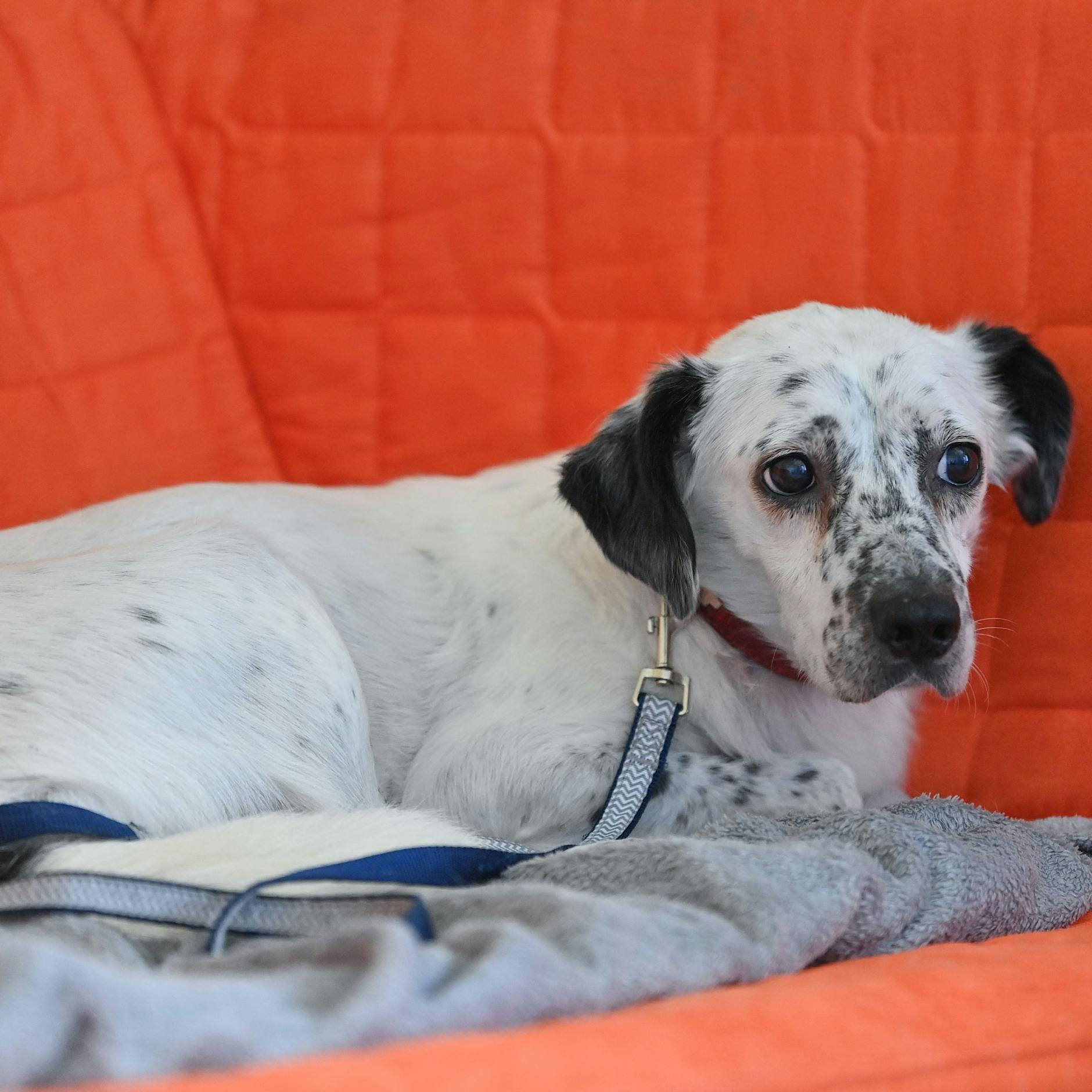 Wenn der Mensch Angst macht: Immer mehr Hunde werden zum Fall für einen Therapeuten