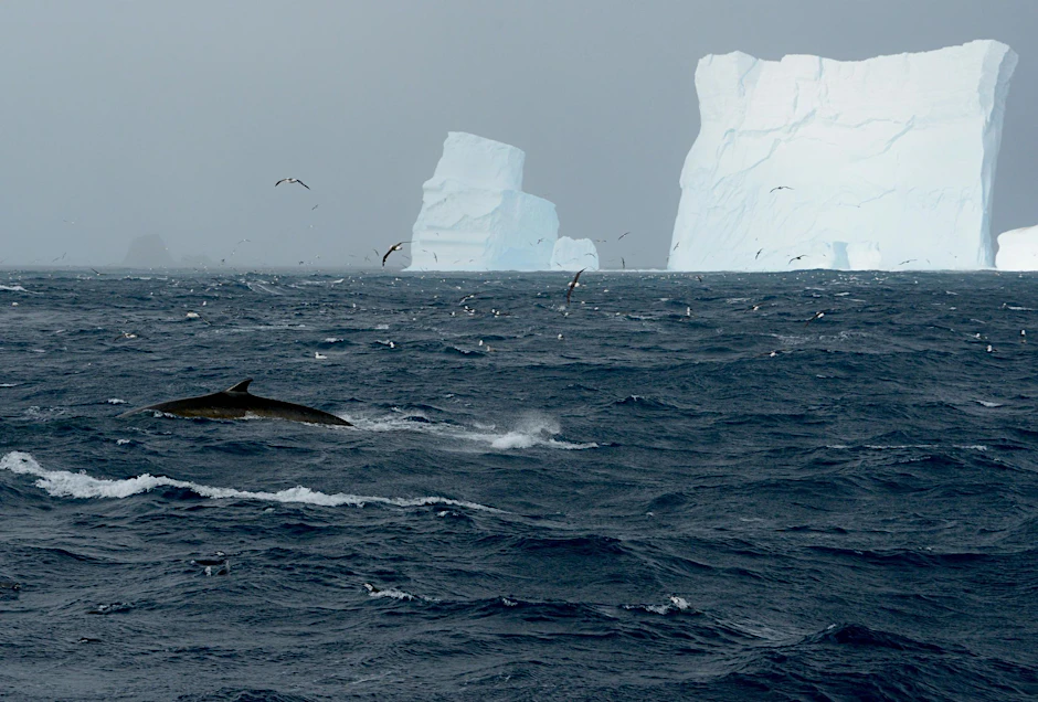 HANDOUT - Ein Finnwal vor einem Eisberg in der Nähe der Elephant Island.   - ACHTUNG: Nur zur redaktionellen Verwendung im Zusammenhang mit der aktuellen Berichterstattung und nur mit vollständiger Nennung des vorstehenden Credits