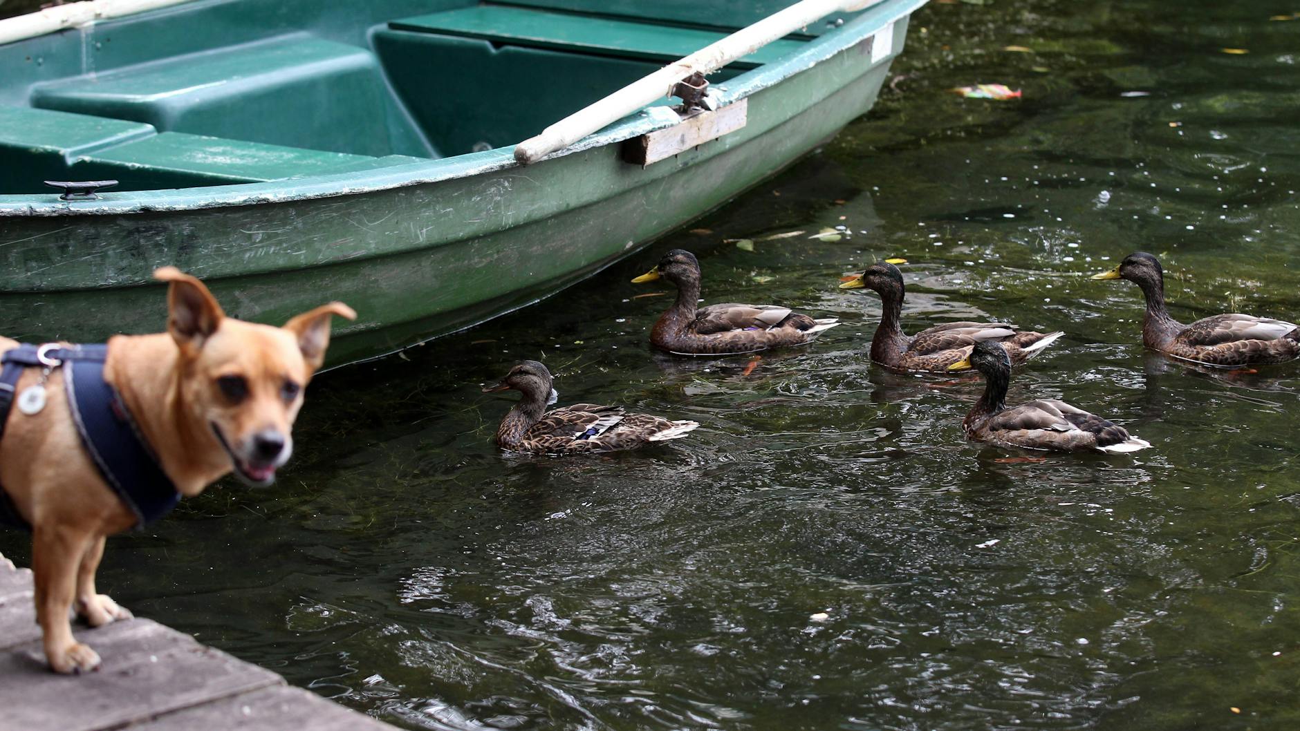 Emmi und Enten. Natur und Mensch kommen hier auf entspannteste Art auf ihre Kosten.