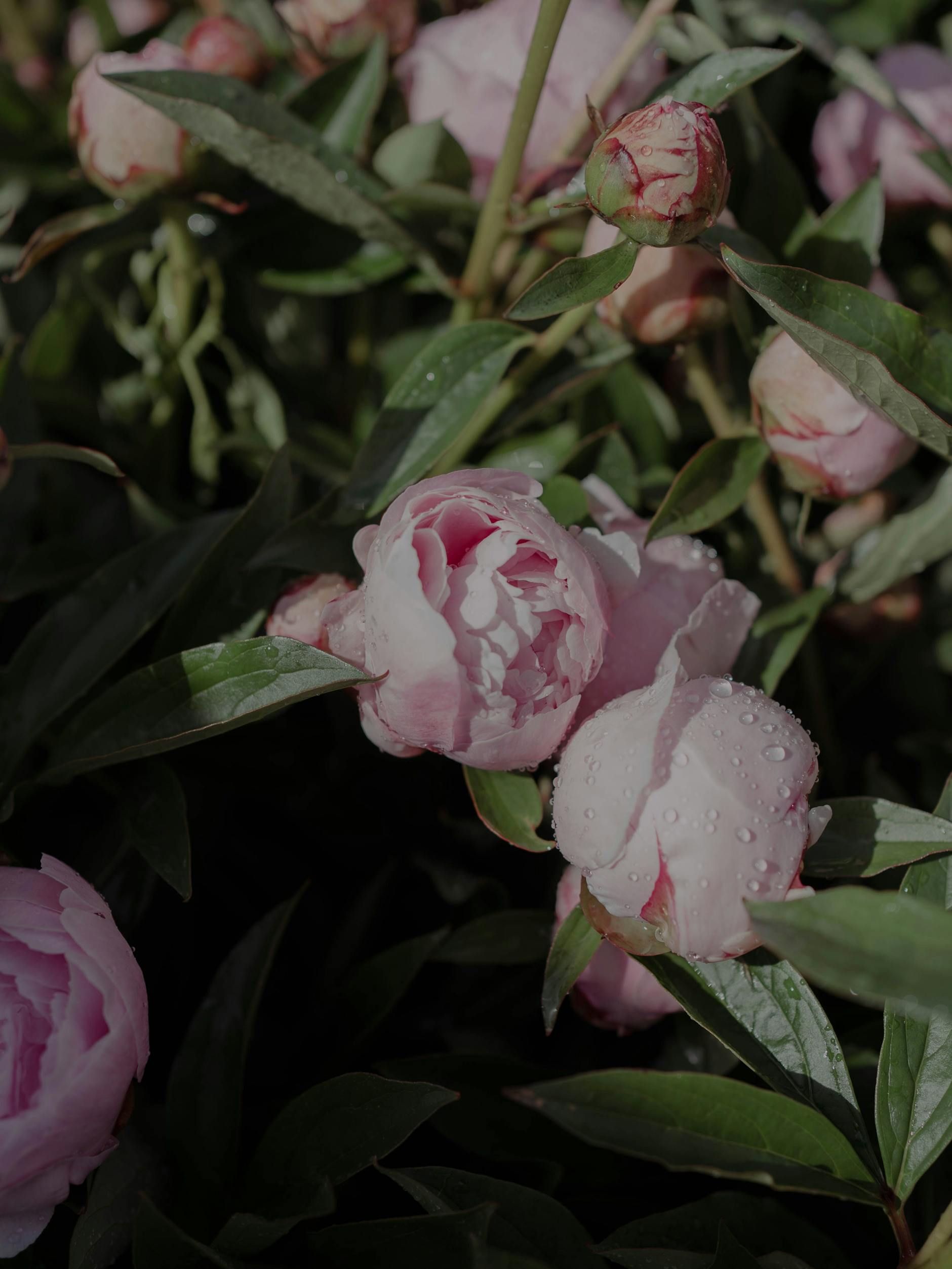 Qizlarga sperma yoqadimi? Juda chiroyli eshak suratini sikdi