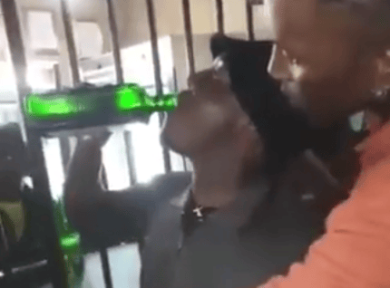 Wie viel Alkohol ist tödlich? Mann ext Flasche Jägermeister in unter 2 Minuten – und stirbt