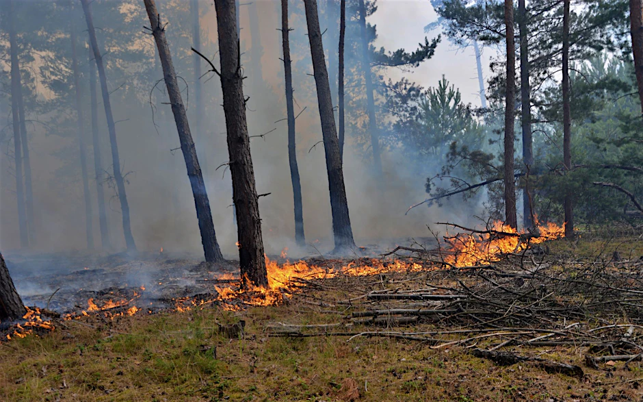 Flammen lodern beim Waldbrand in der Lieberoser Heide.  ews 24  /dpa/Archivbild