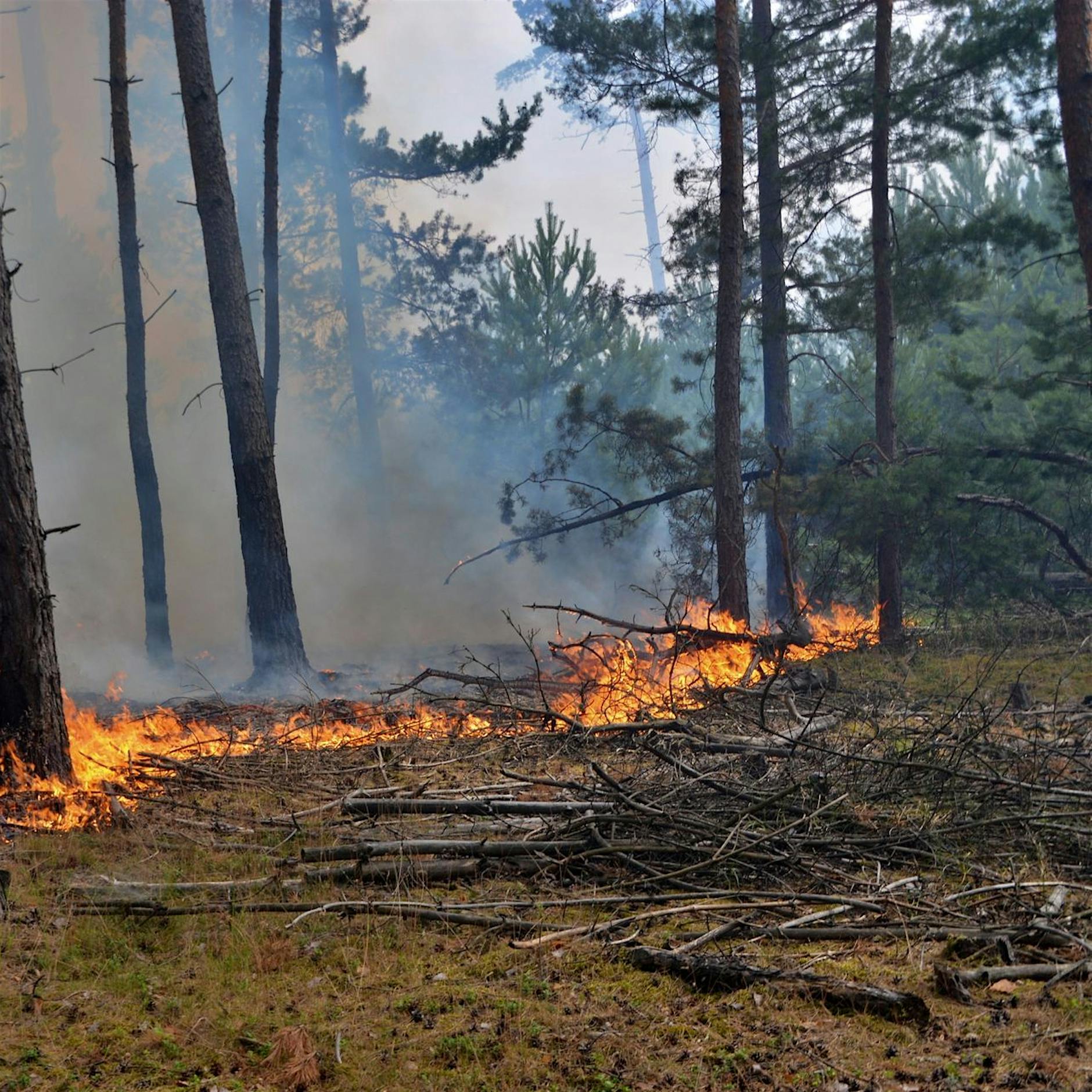 Glutnester nach Waldbrand machen Naturschutz-Stiftung Sorge