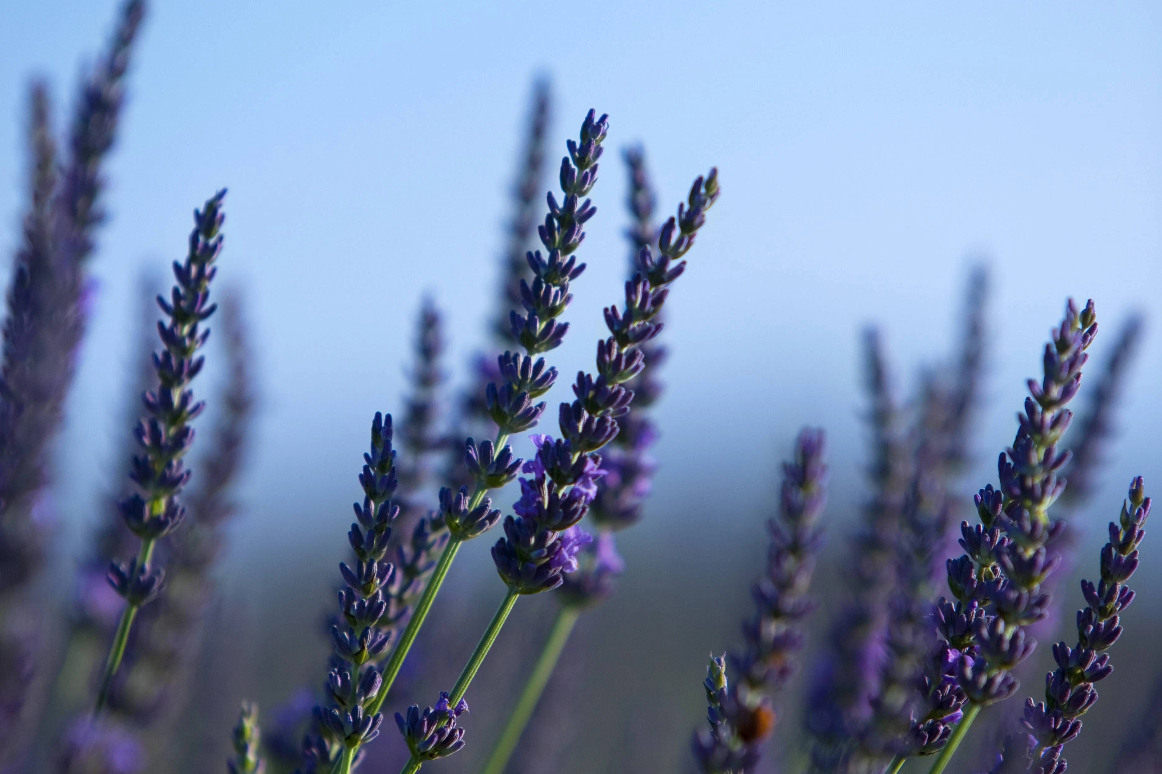 Bei der Ernte von Lavendel kommt es beinahe auf die Minute an.