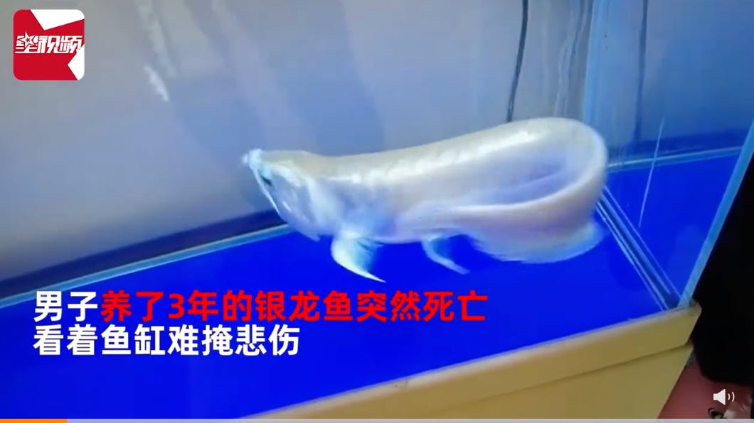 Silber-Arowana aus dem Weibo-Video.
