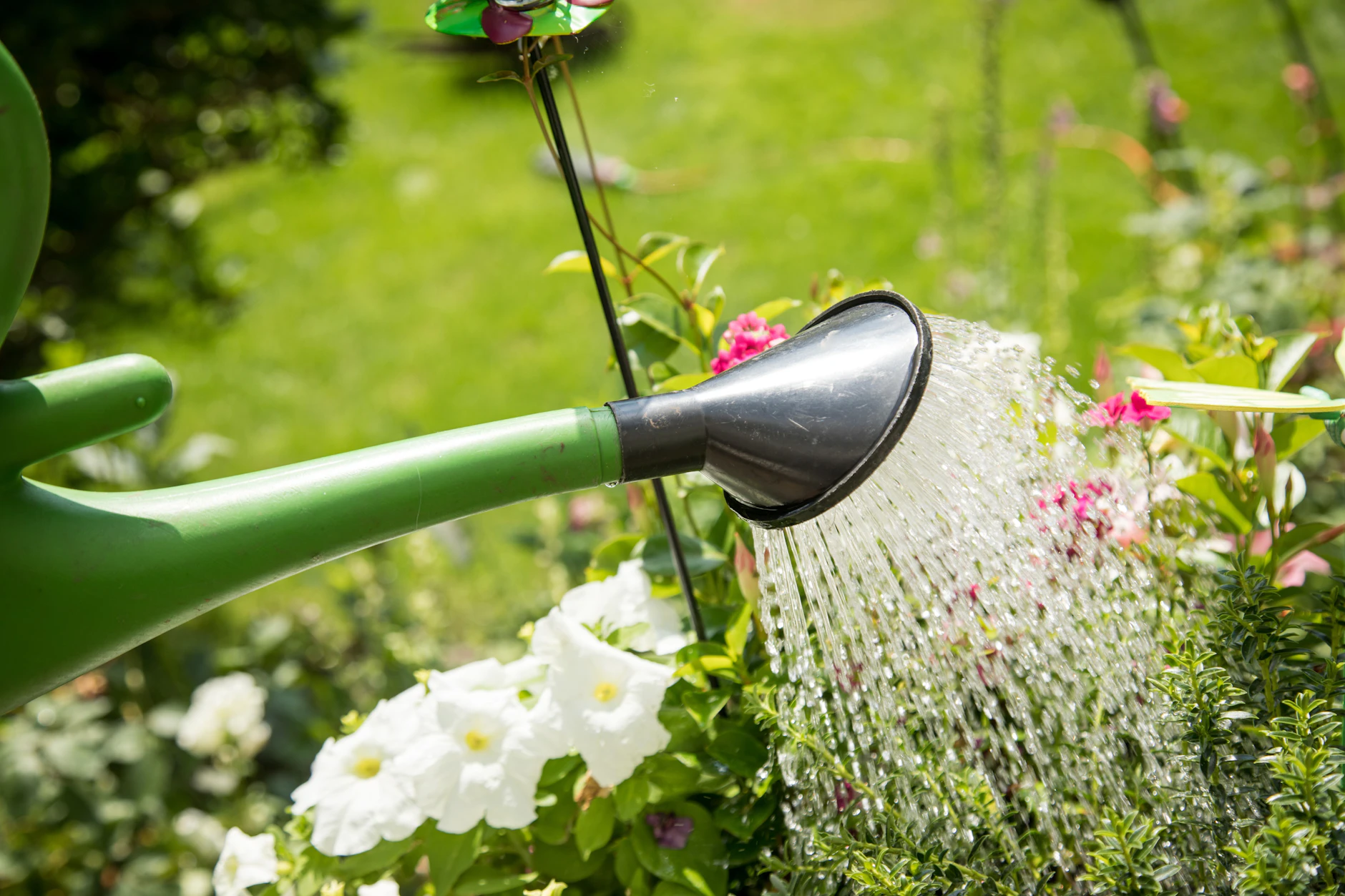 Hortensien, Rhododendren und Co.: Diese fnf Pflanzen im Garten brauchen  jetzt besonders viel Wasser