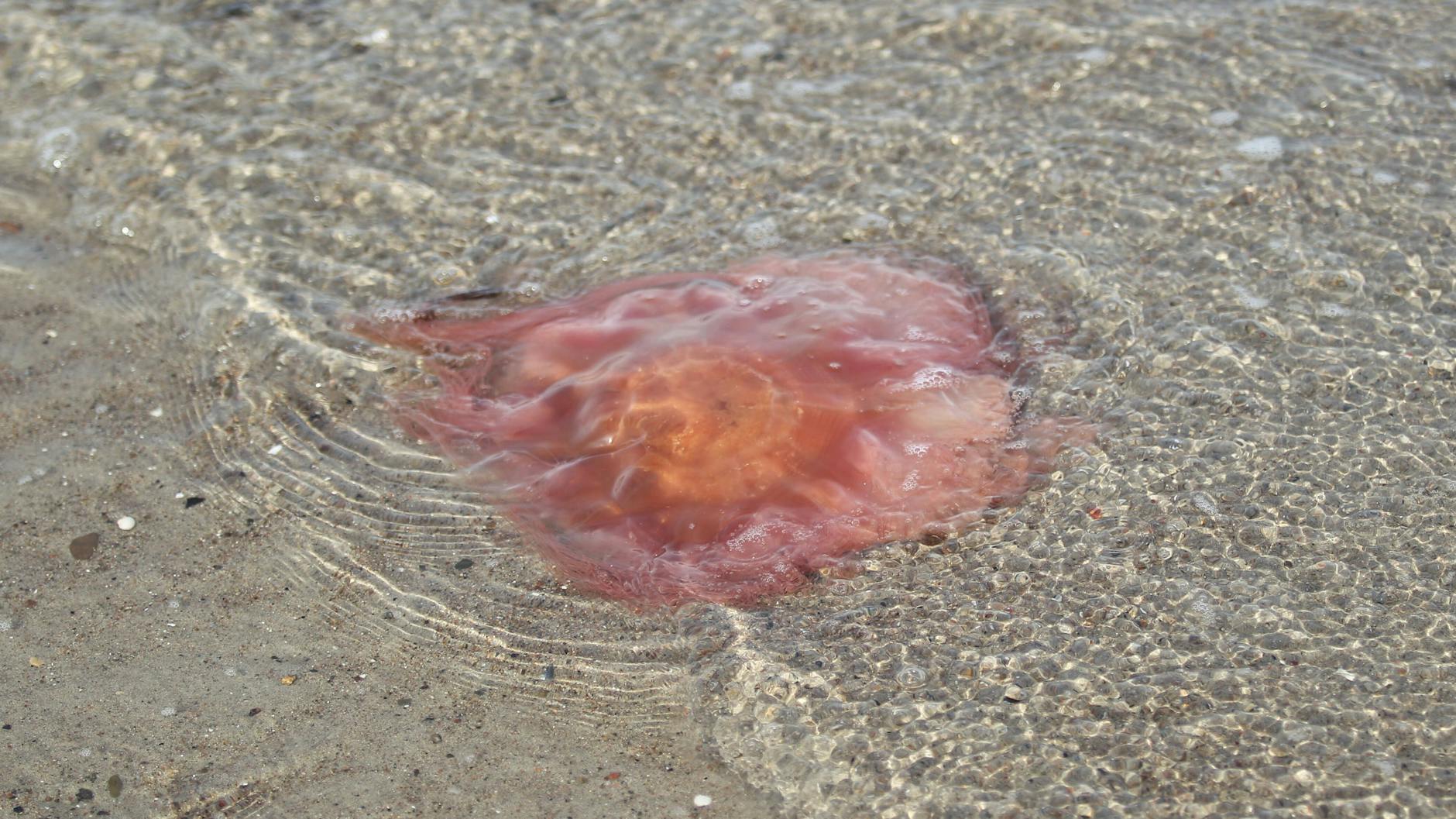 Eine angespülte Feuerqualle (Symbolbild)