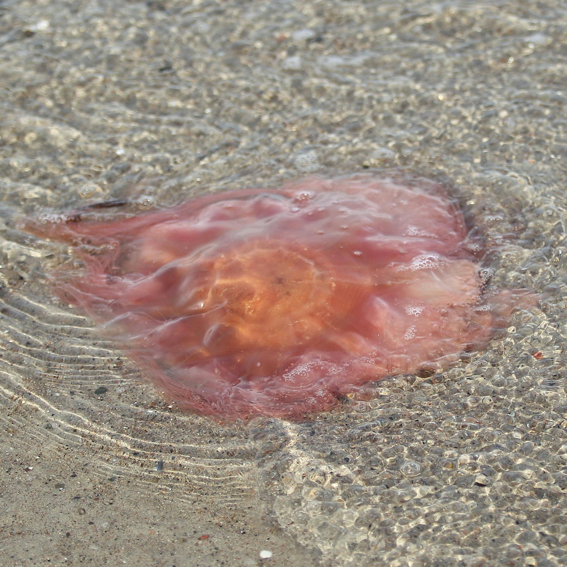 Forscher warnen vor Feuerquallen-Plage im Mittelmeer