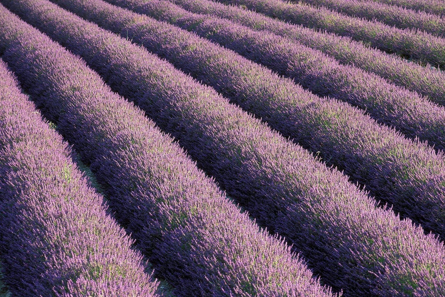 Für die Gewinnung eines Liters Lavendelöl braucht man etwa 300 Kilogramm Blüten.