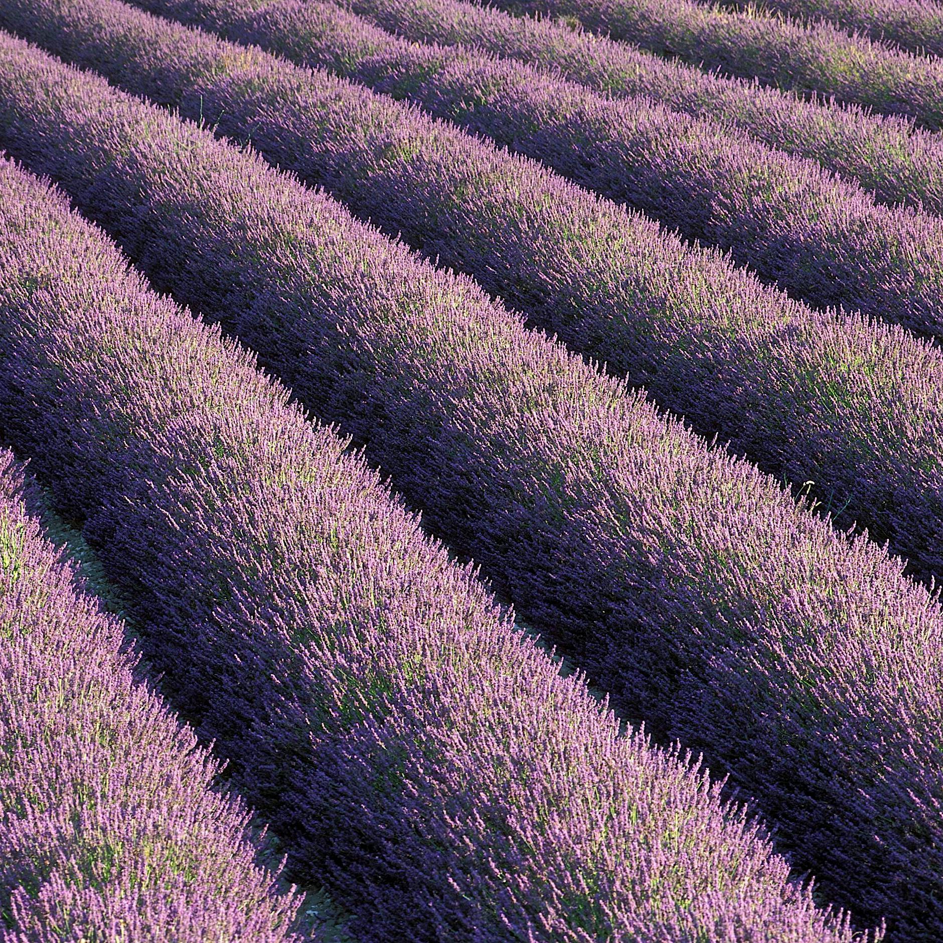 Warum Ostwestfalen die Provence Deutschlands ist