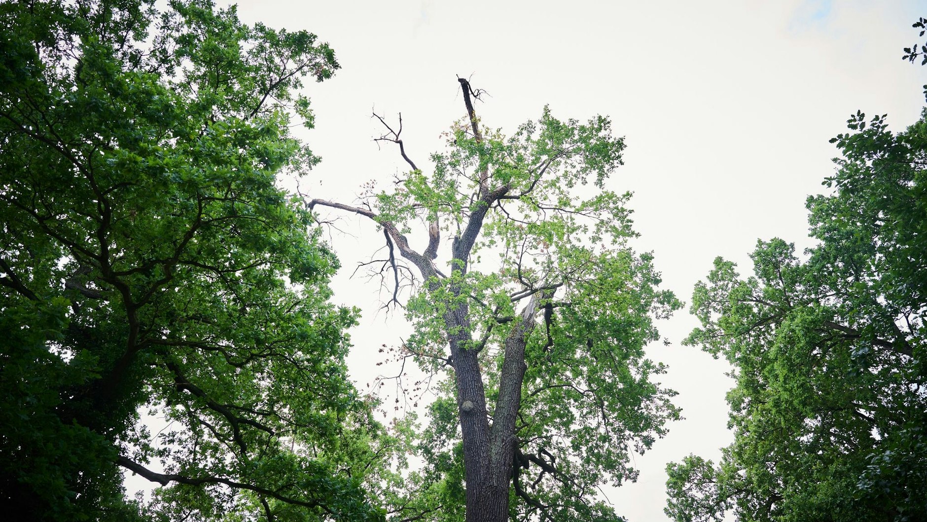 Mehrere alte Bäume im Schlosspark Sanssouci halten der Trockenheit nicht mehr Stand und ihre Kronen verdorren.