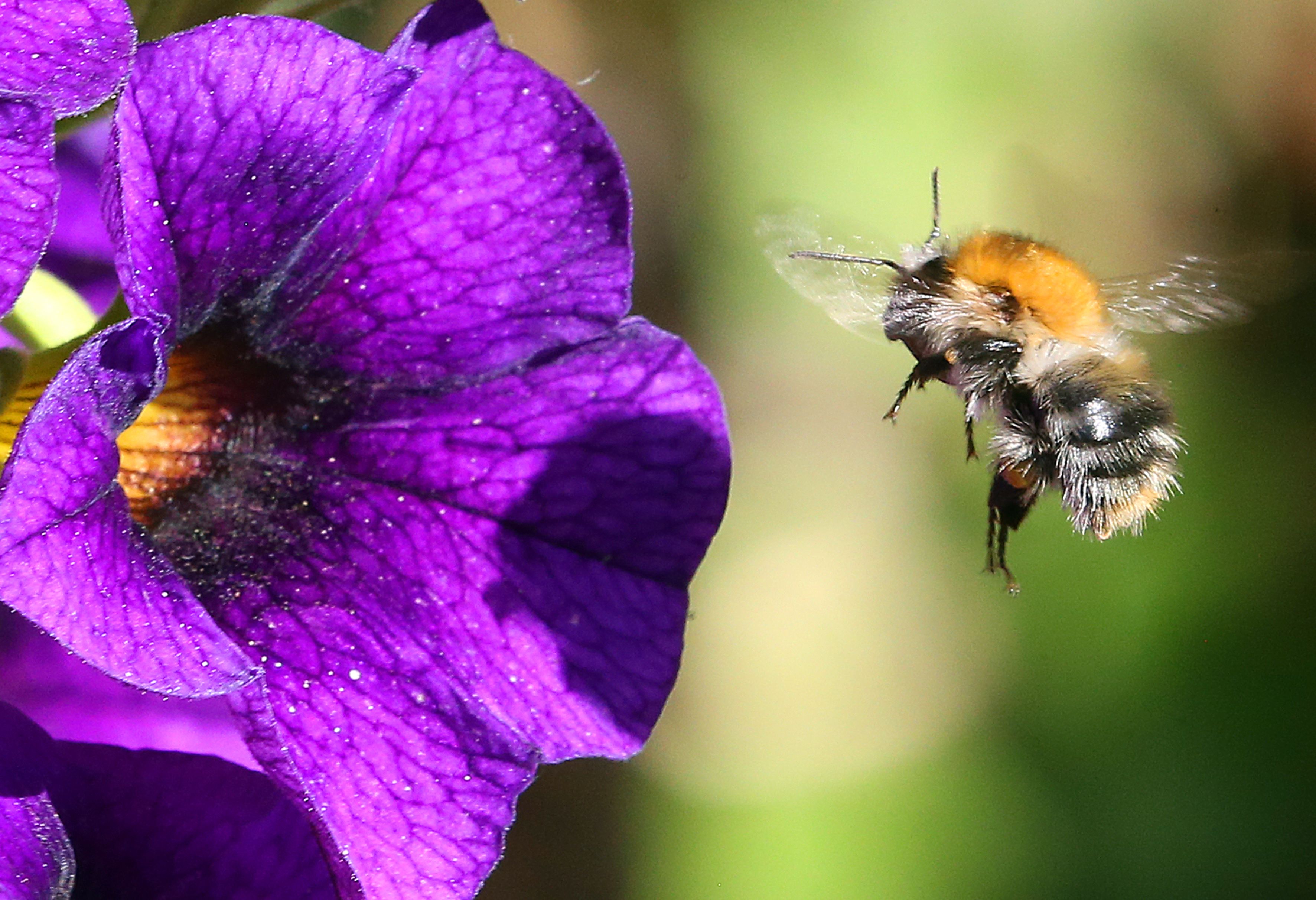 Können Hummeln eigentlich stechen?