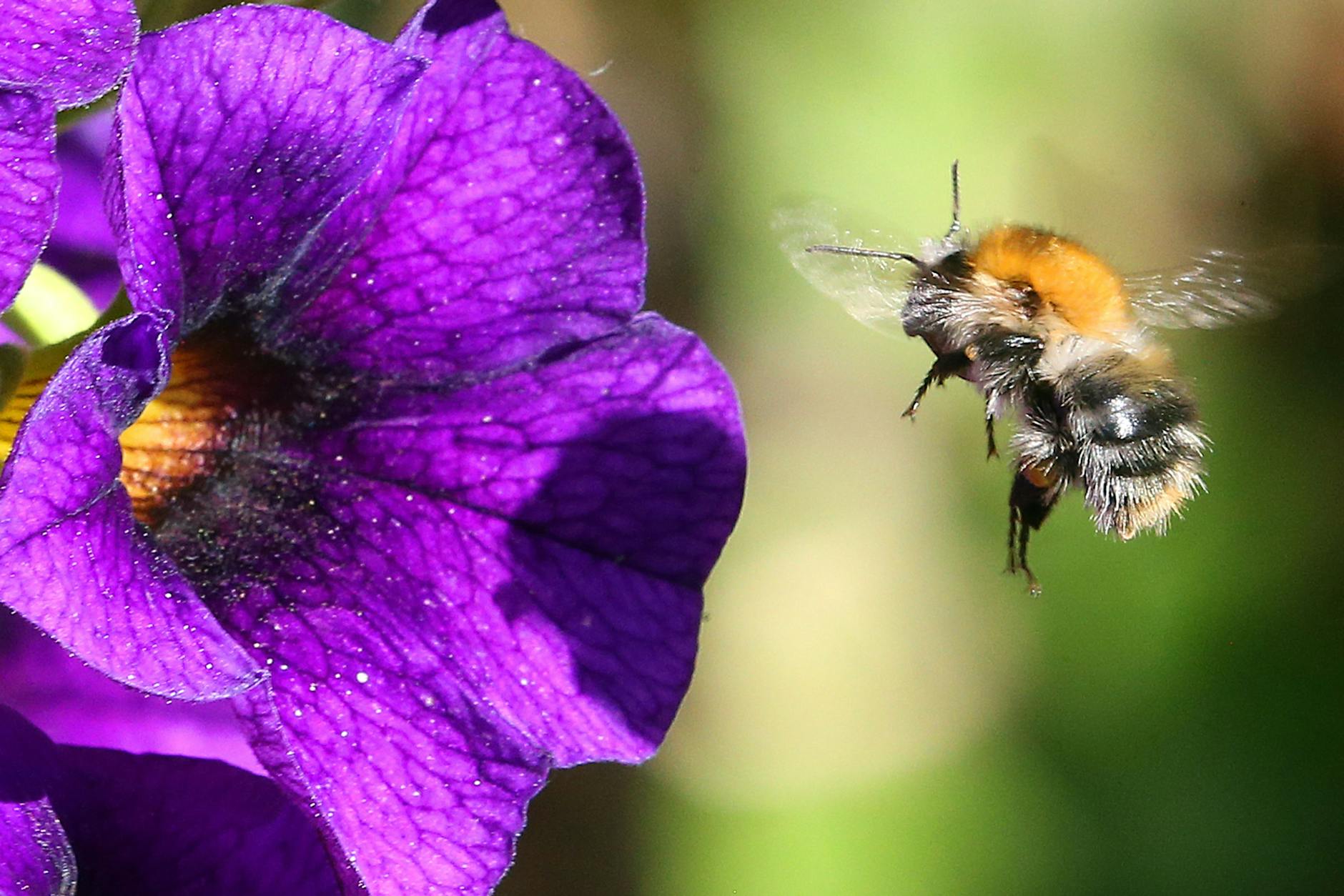 Hummeln können stechen, wenn sie sich bedroht fühlen.