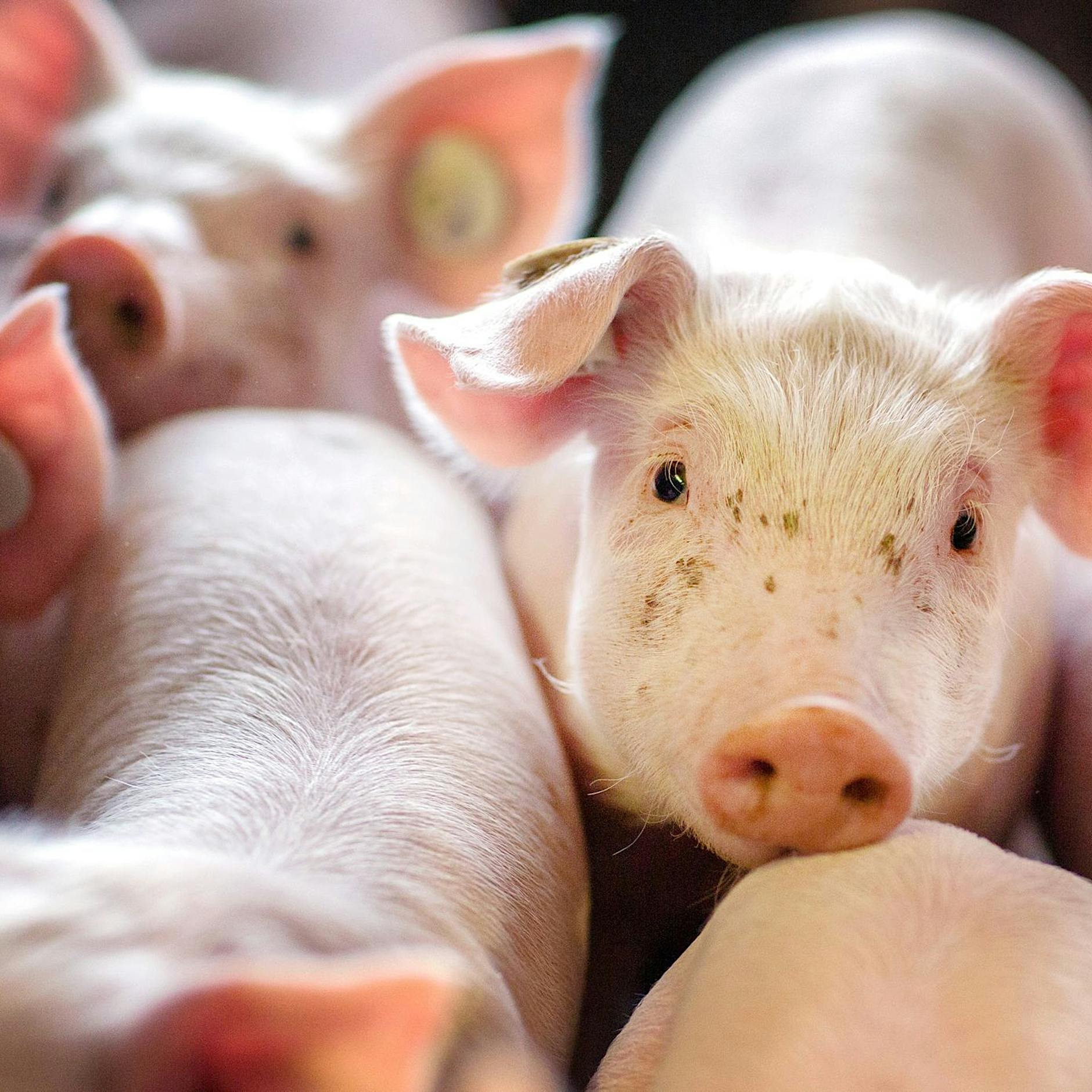 Forscher weisen erstmals Mikroplastik in Schweine- und Rindfleisch nach