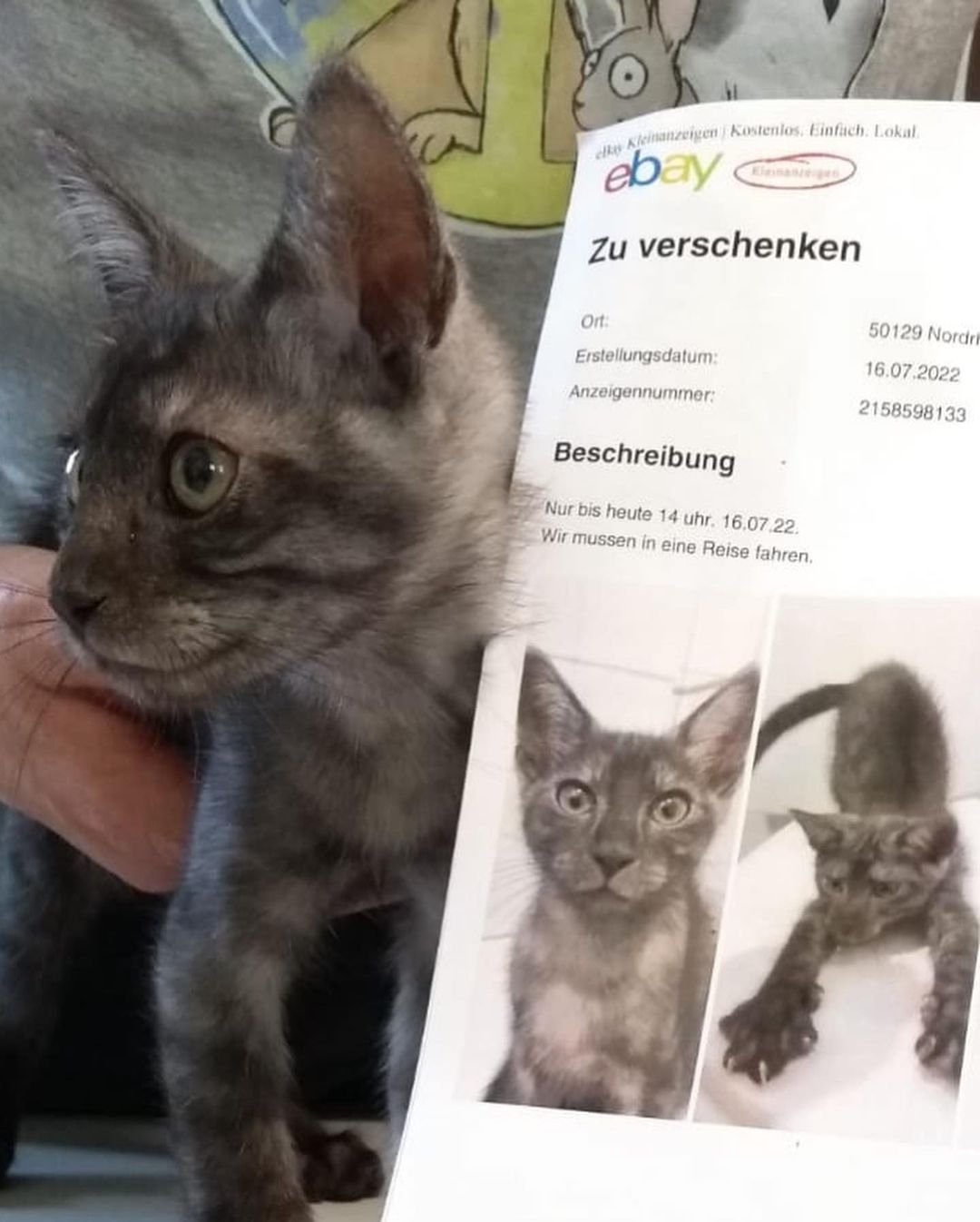 Image - Unfassbarer Tier-Schicksal: Diese Katzenbesitzer sollten sich schämen! Kater Smokey im Internet verschenkt – der Grund ist UNFASSBAR