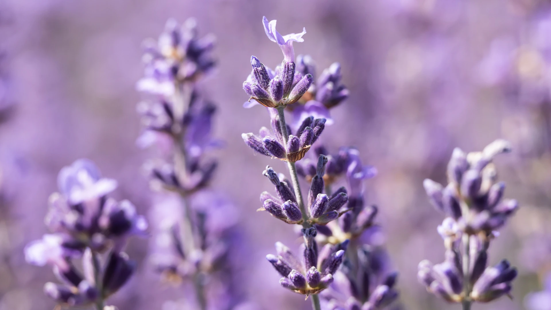 Lavendel gieen, dngen, schneiden: Tipps fr ein wahres Bltenmeer