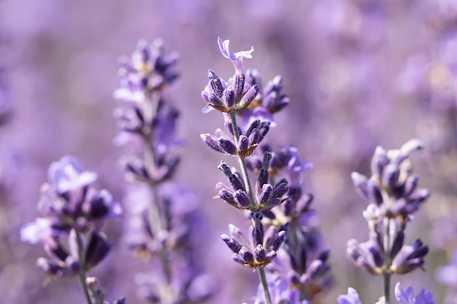 Lavendel ist recht pflegeleicht, sorgt für ein Leuchten und Duften im ganzen Garten.