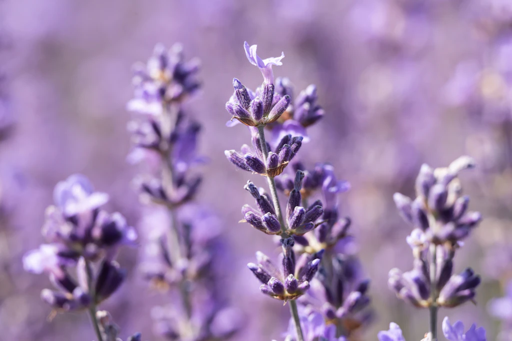 Lavendel gießen, düngen, schneiden: Tipps für ein wahres Blütenmeer