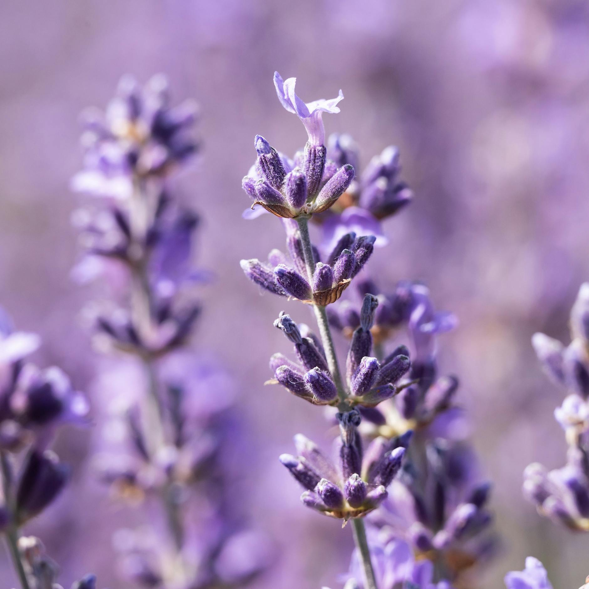 Lavendel gießen, düngen, schneiden: Tipps für ein wahres Blütenmeer