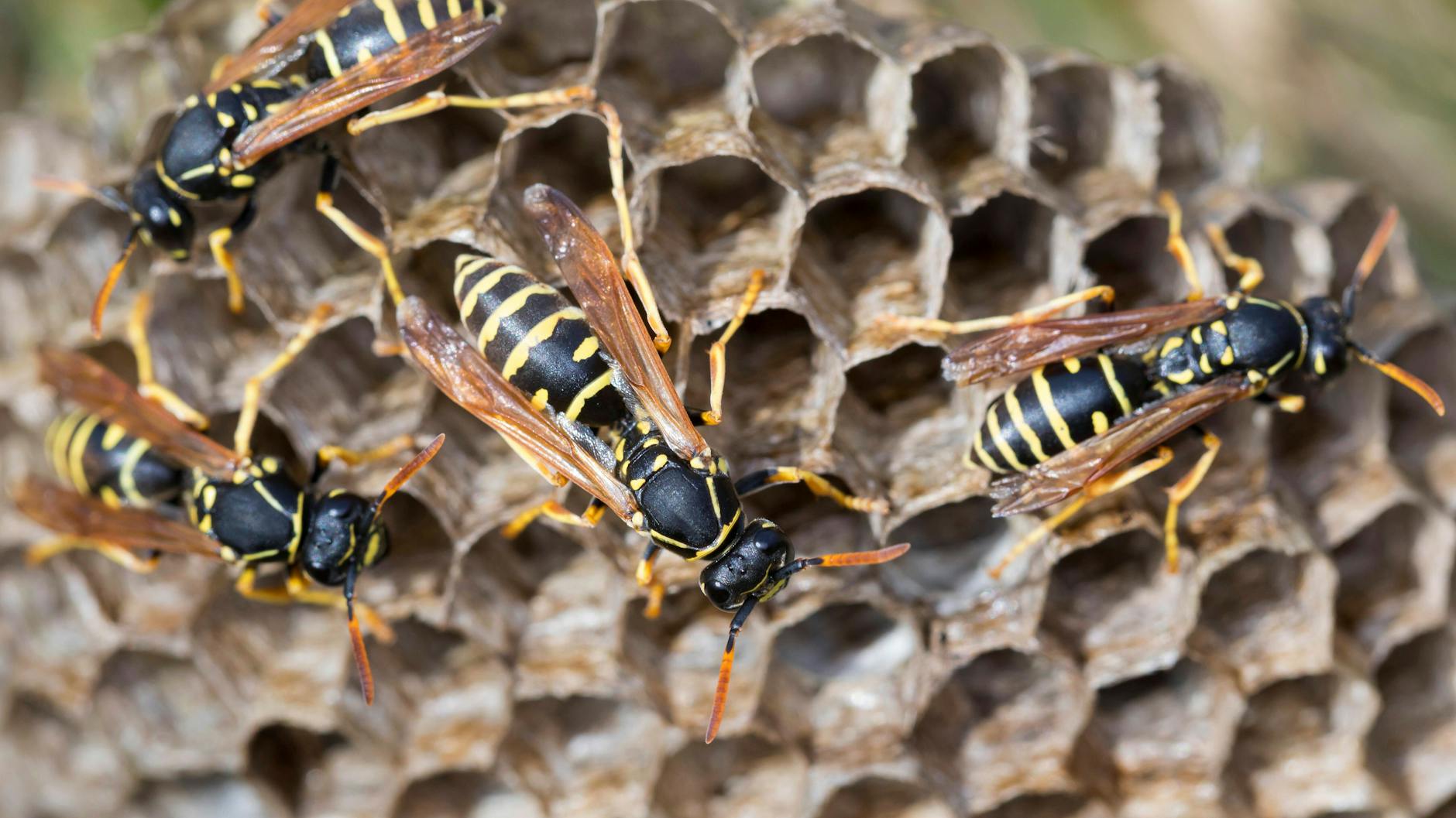 Nicht jeder mag Wespen - aber mit einem Bunsenbrenner sollte man nicht gegen sie vorgehen.