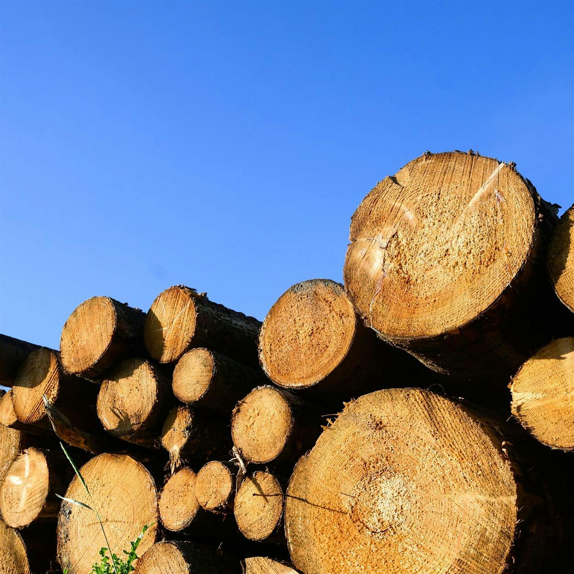 Nachfrage nach Brennholz in Brandenburger Wäldern steigt
