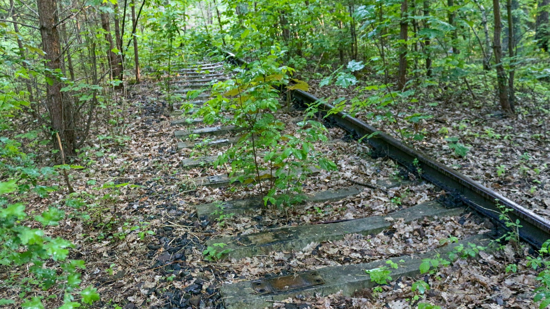 Auch alte Bahngleise sind in vielen Wäldern zu finden – sie zeigen, dass hier früher das Leben blühte.
