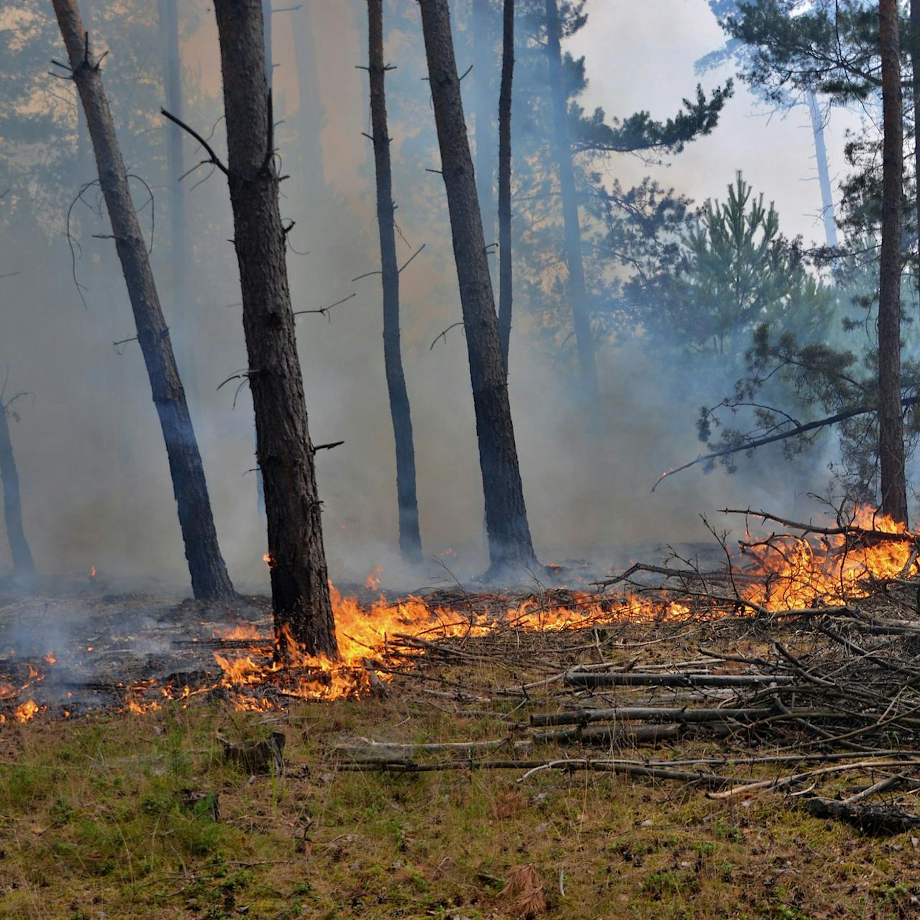Feuerwehr: Erneut Waldbrand in Brandenburg
