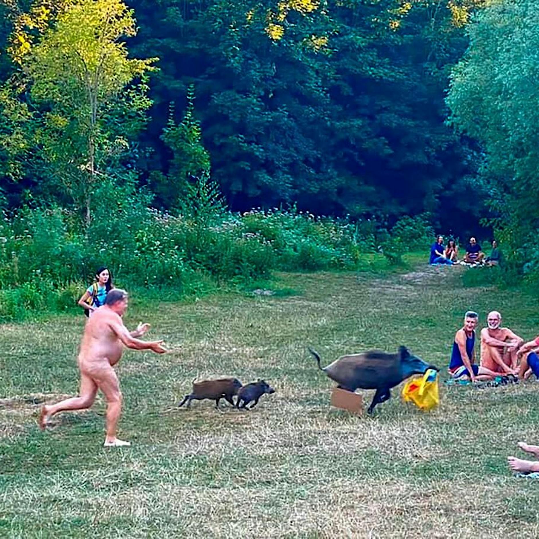 Löwen, Alligator Sammy und die Laptop-Sau: die Tiere aus dem Sommerloch