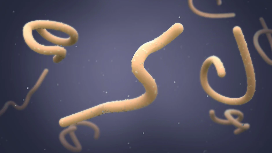 Der Marburg-Virus wurde in Ghana zweimal nachgewiesen.