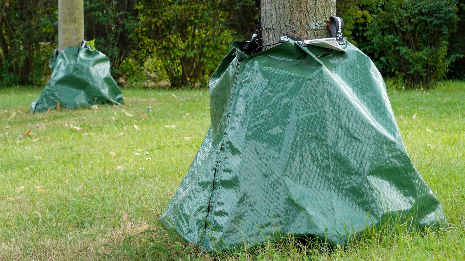 Bewässerungssäcke sind bei älteren Bäumen wenig sinnvoll und erhöhen sogar die Gefahr von Pilzerkrankungen.