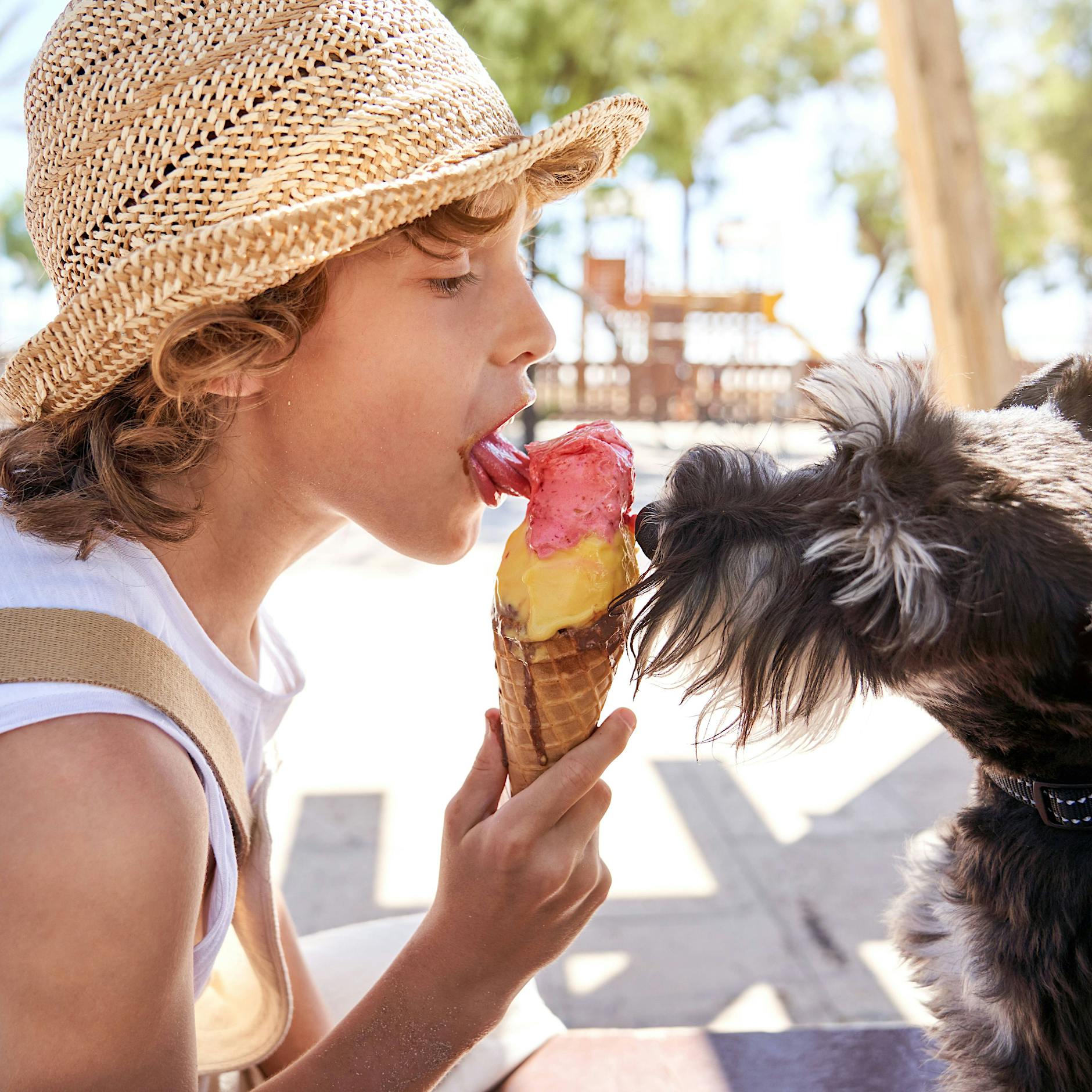 Bei großer Hitze: Wie schütze ich mein Haustier?