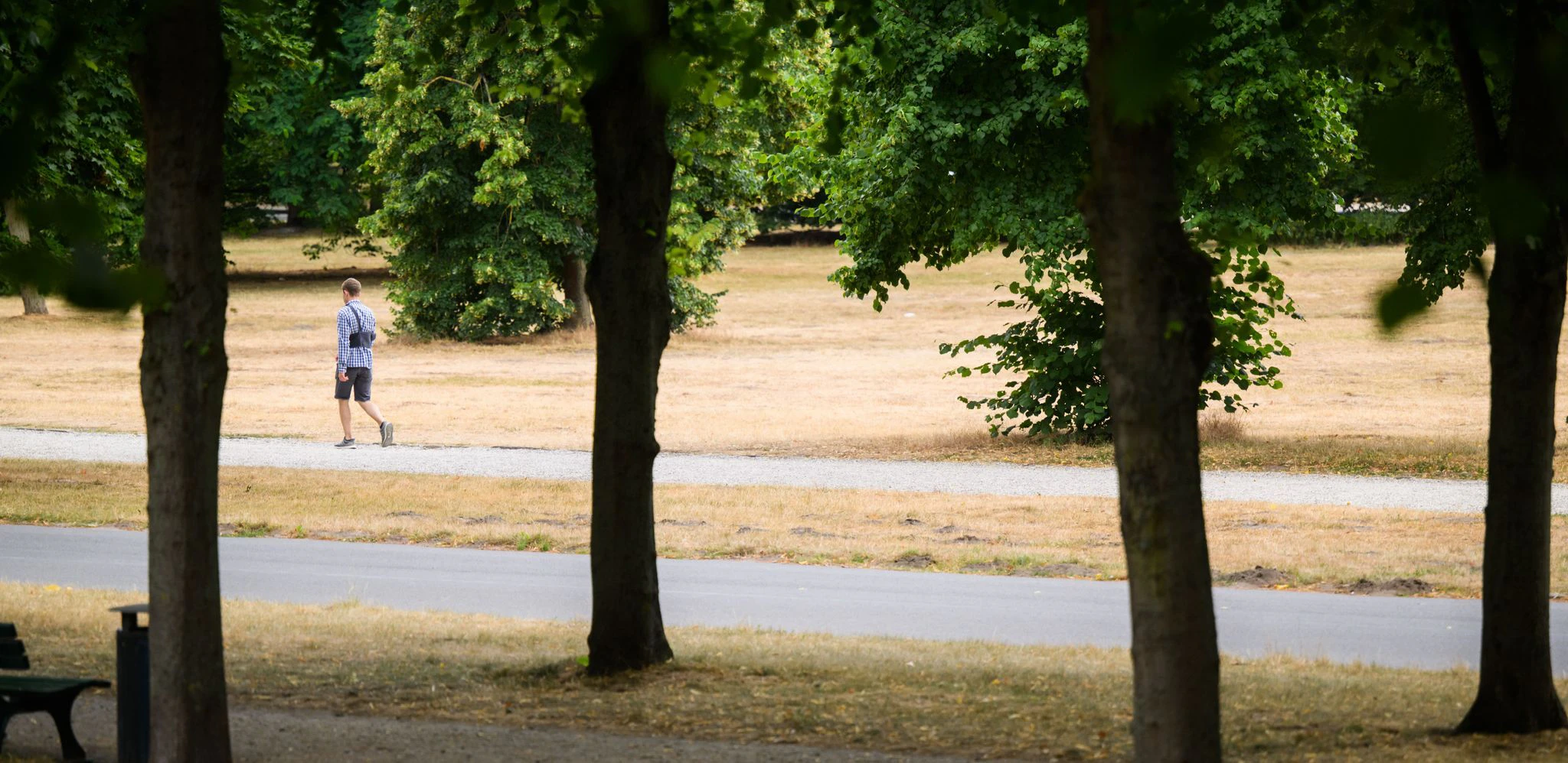 PRODUKTION - Ein Mann läuft neben völlig vertrockneten Wiesen im Georgengarten an den Herrenhäuser Gärten in Hannover.  