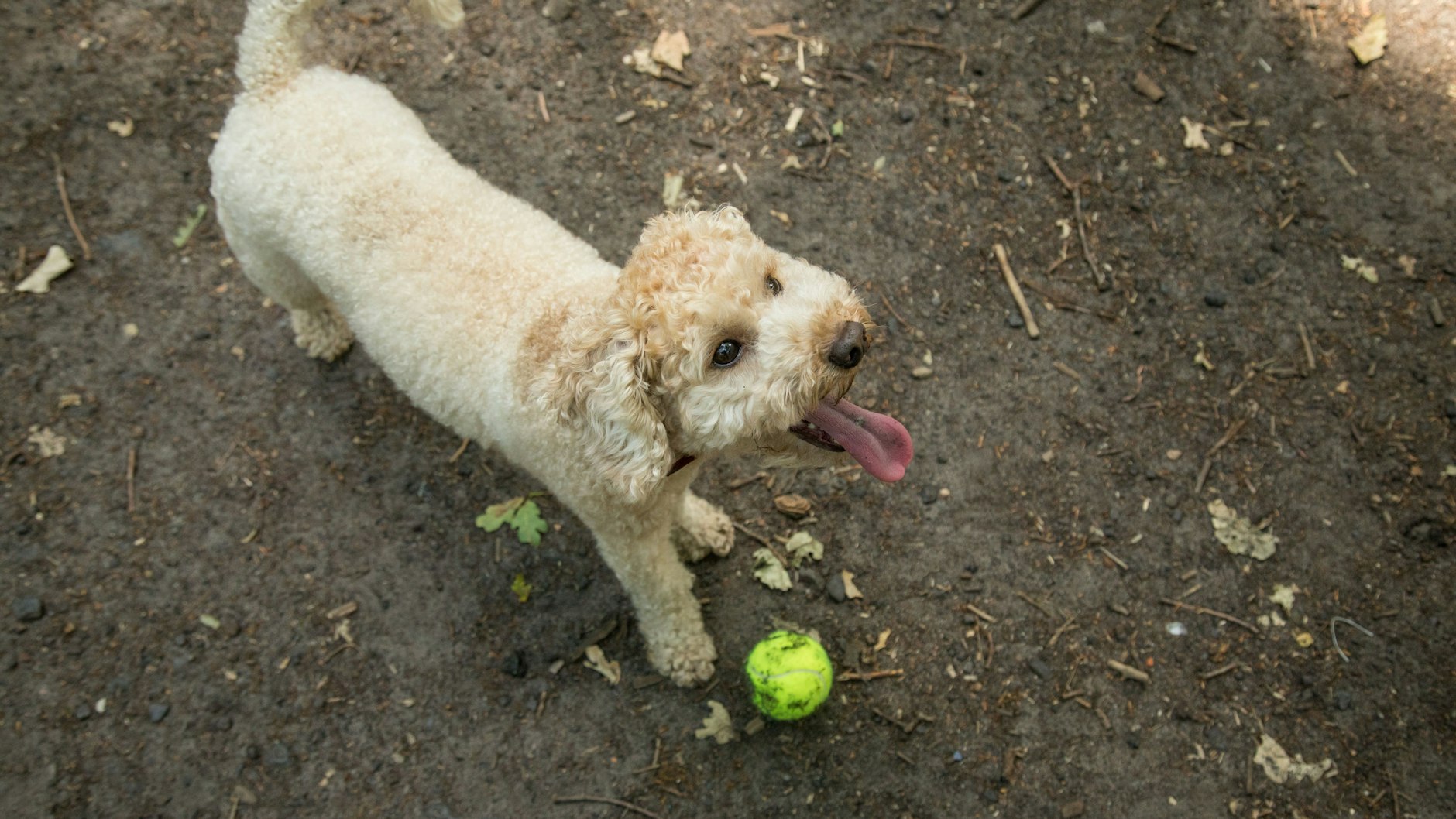 An heißen Tagen sollten Halter ihren Hund nicht zu stark fordern. Es reicht in der Regel, am Morgen und am Abend spazieren zu gehen.