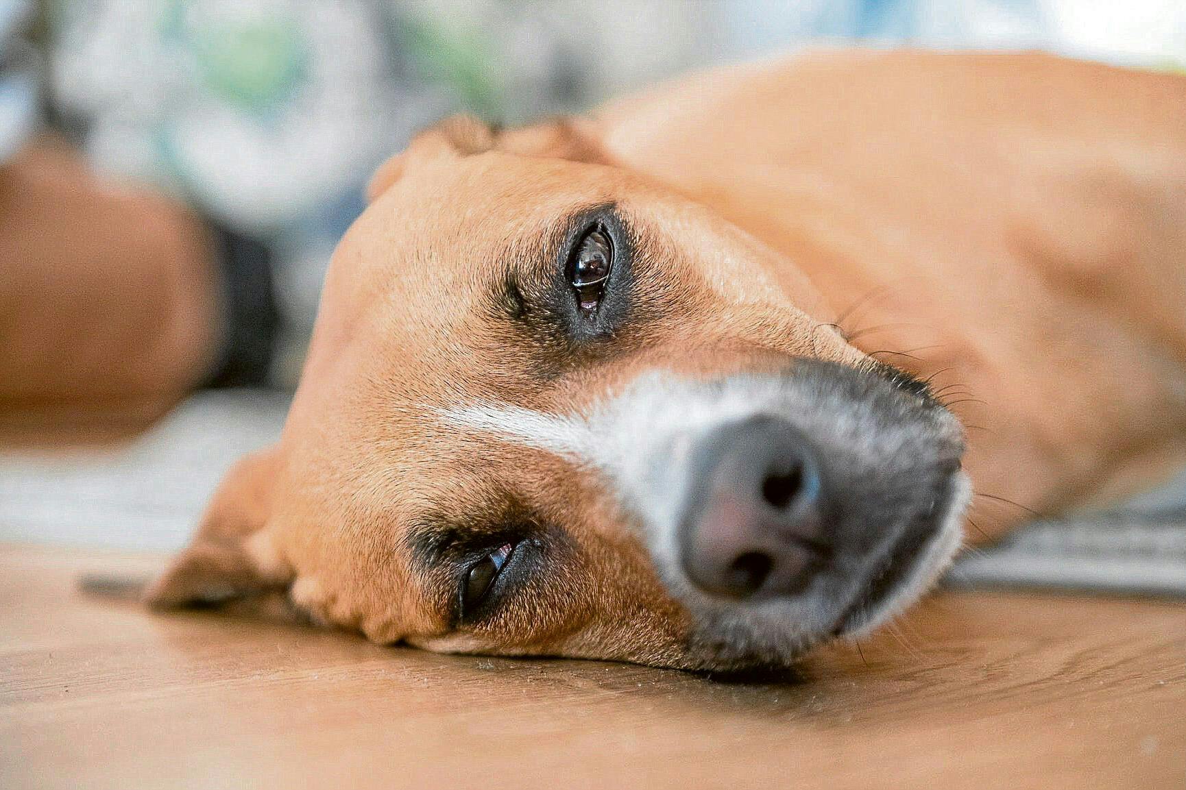Im Freien können sich Hunde im Sommer schwer verletzen. Die Fälle haben in Berlin in den vergangenen Jahren zugenommen (Symbolbild).