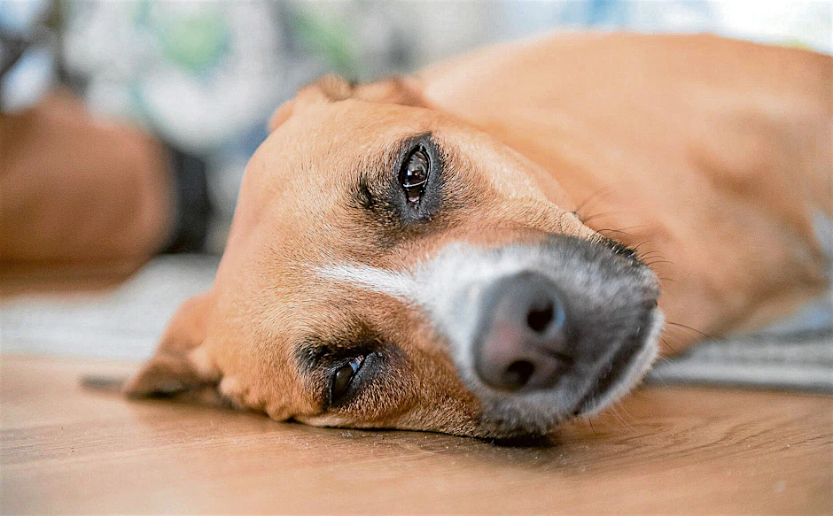 Im Freien können sich Hunde im Sommer schwer verletzen. Die Fälle haben in Berlin in den vergangenen Jahren zugenommen (Symbolbild).